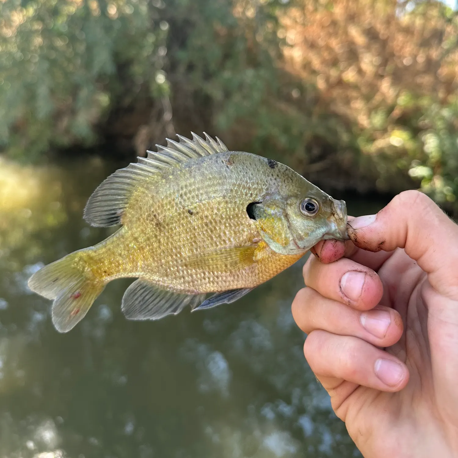 Bluegill caught on Fishbrain
