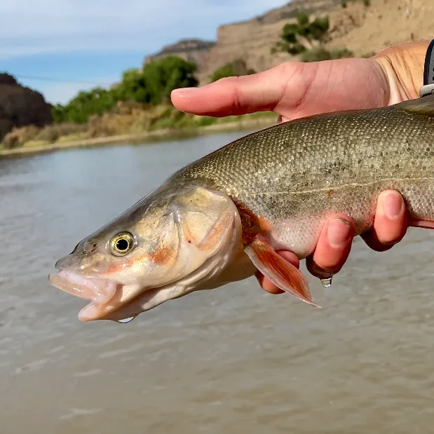 The most recent Roundtail chub catches on Fishbrain