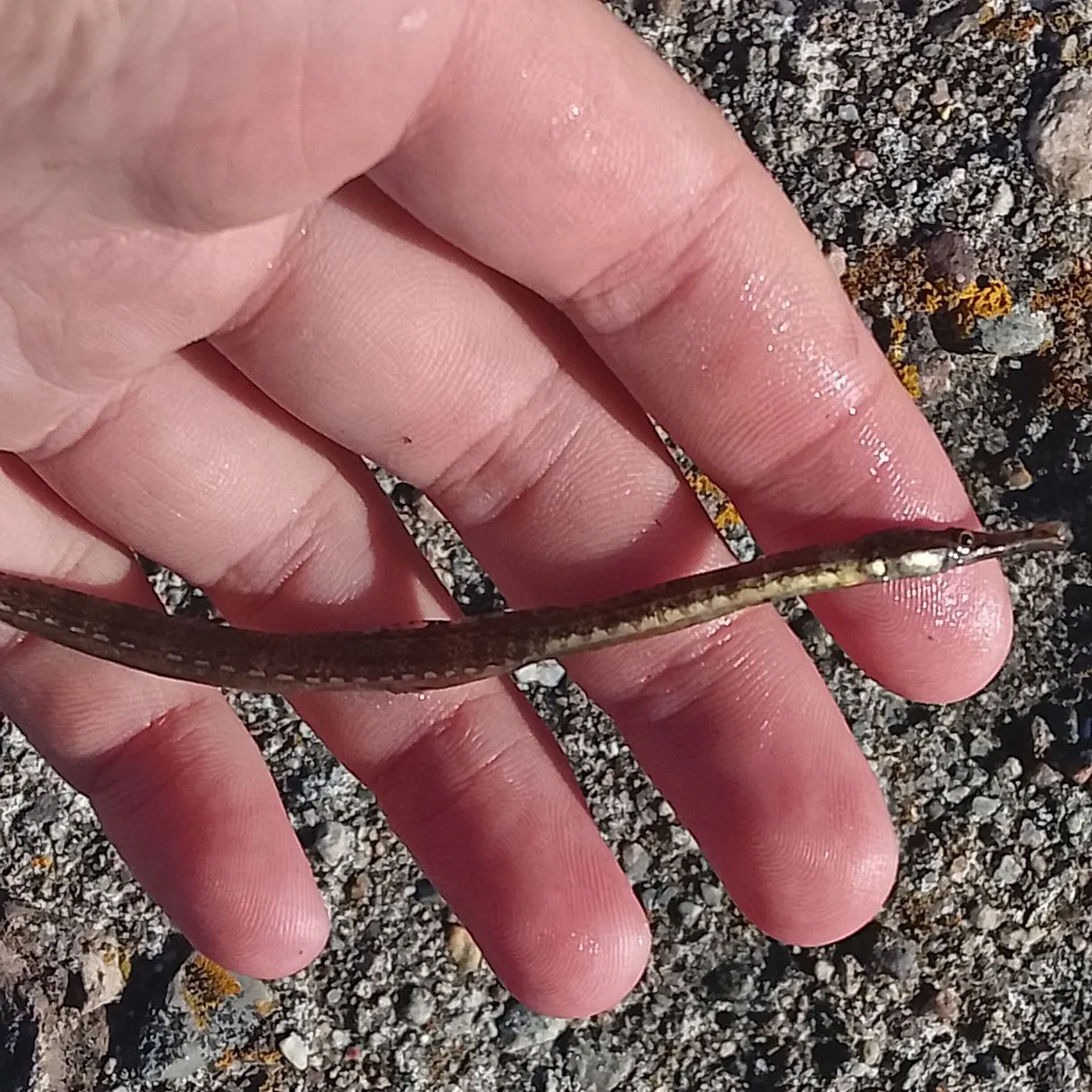 The most recent Bellybarred pipefish catches on Fishbrain