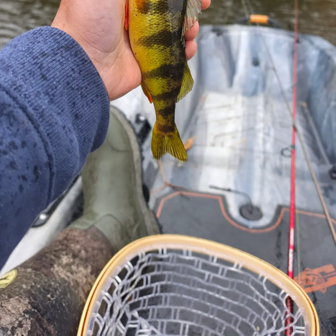 Yellow perch caught on Fishbrain