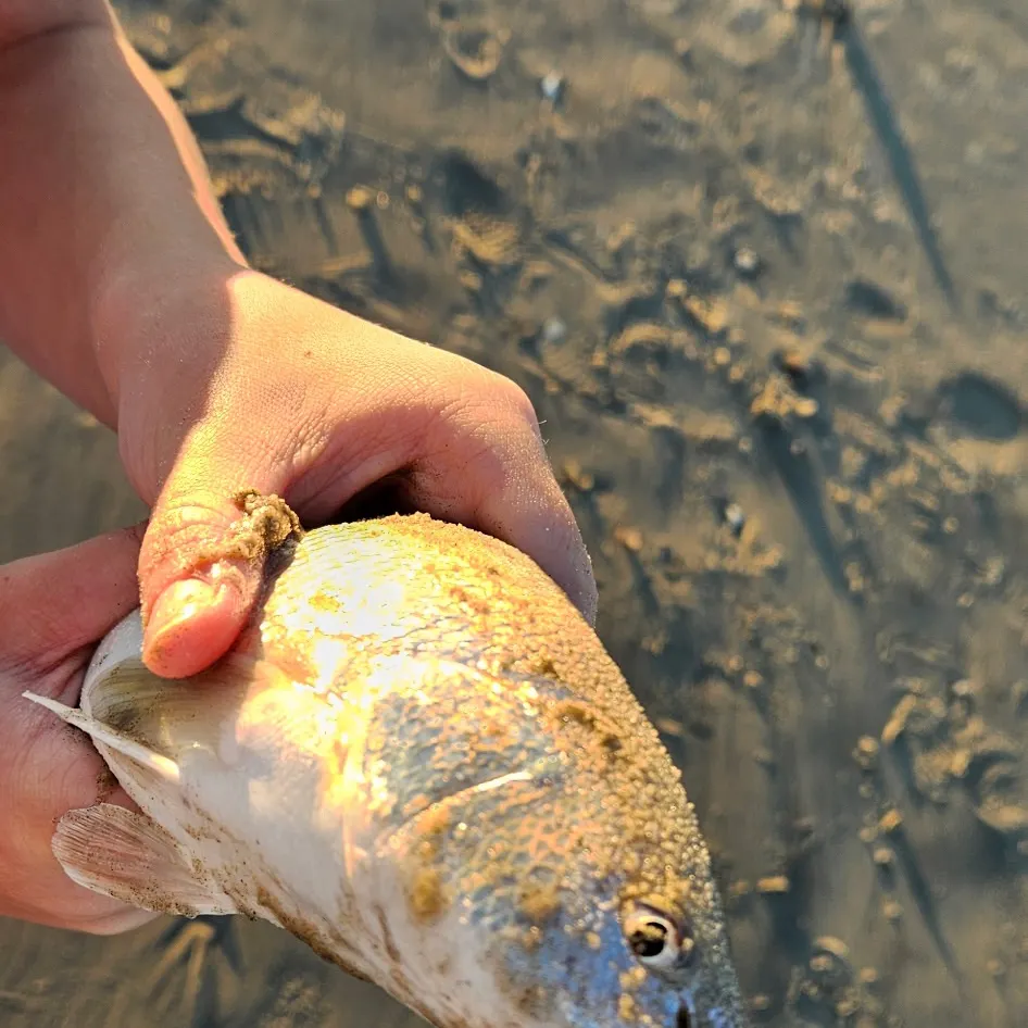 Gulf kingcroaker caught on Fishbrain