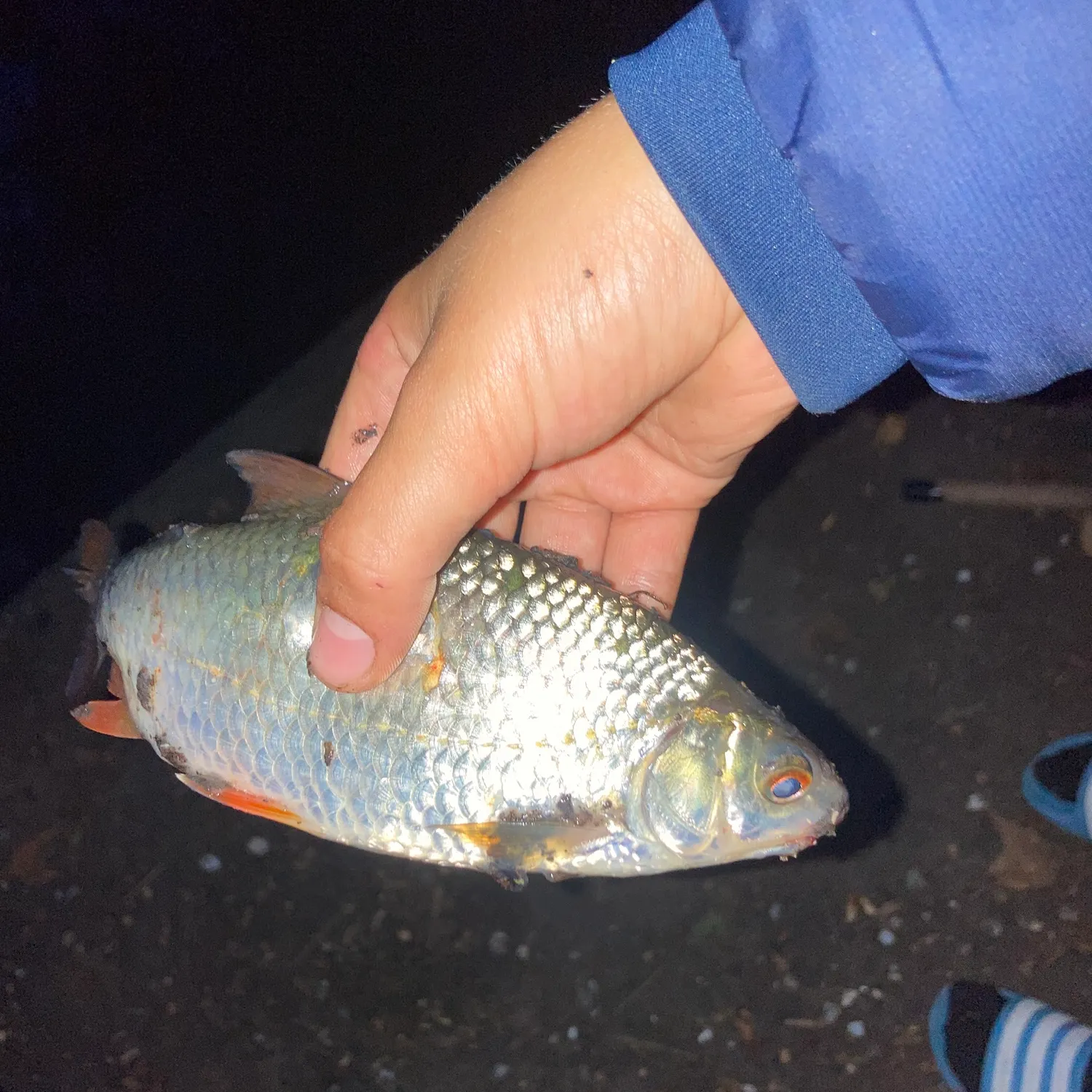 Common roach caught on Fishbrain
