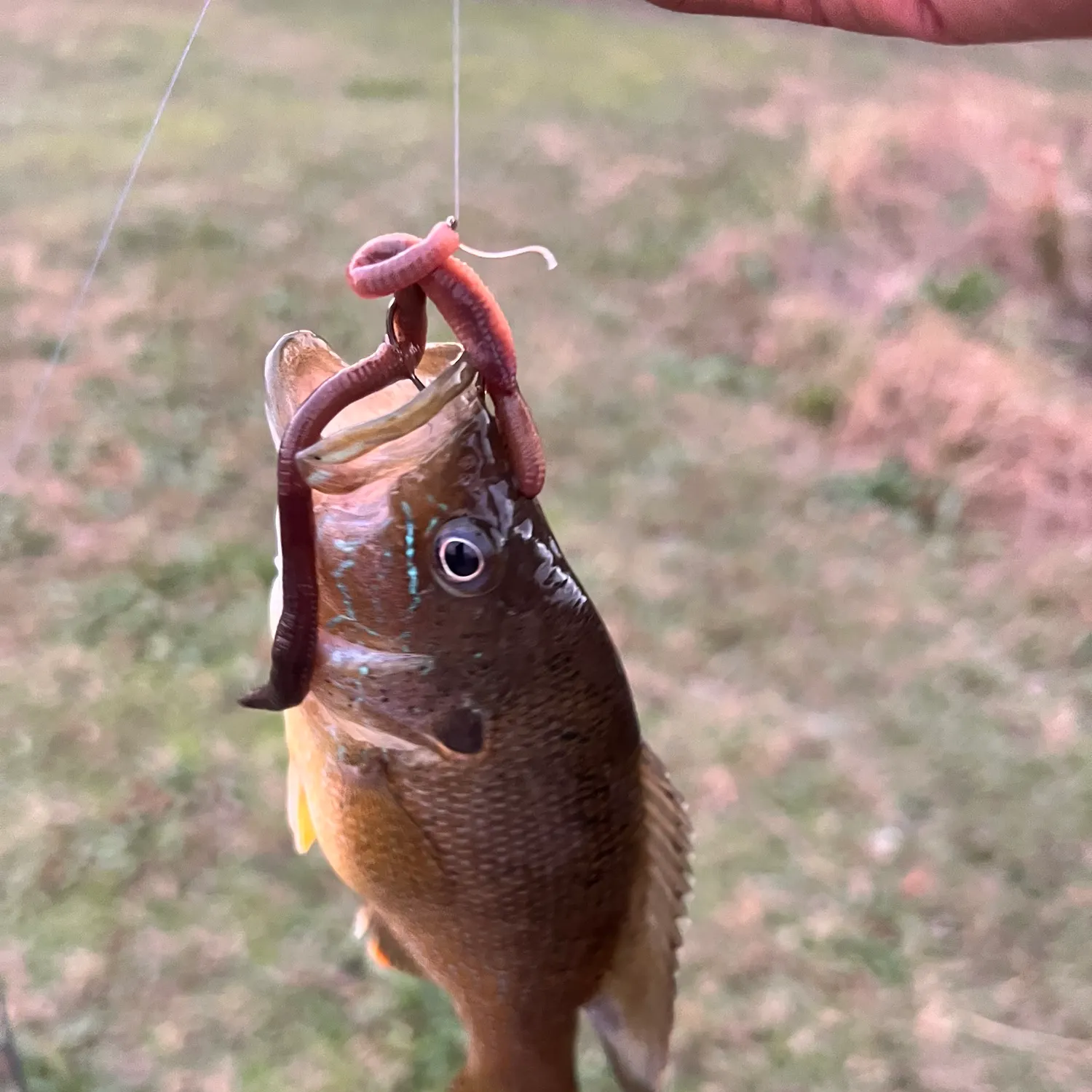 The most recent Green sunfish catches on Fishbrain
