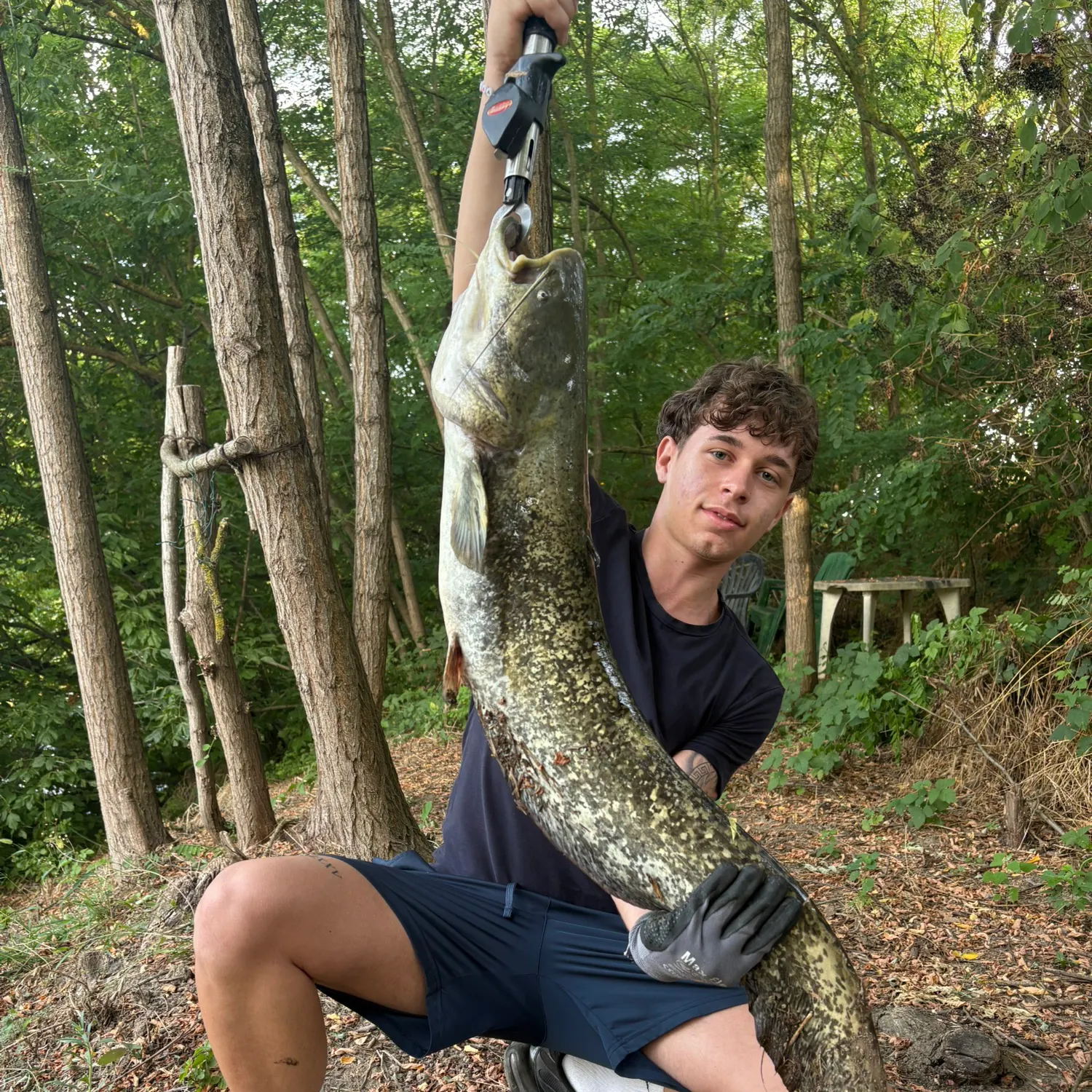Wels catfish caught on Fishbrain