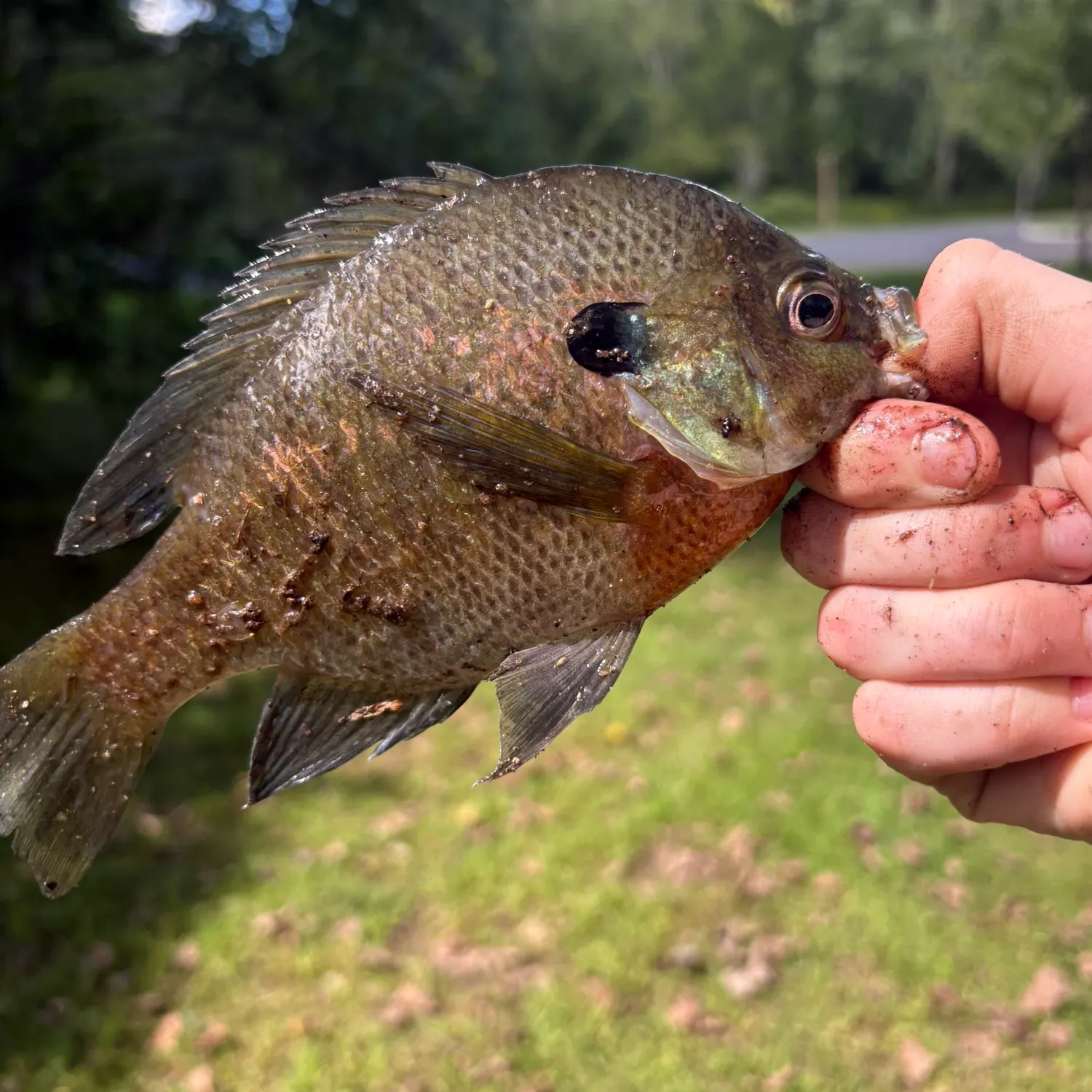Bluegill caught on Fishbrain