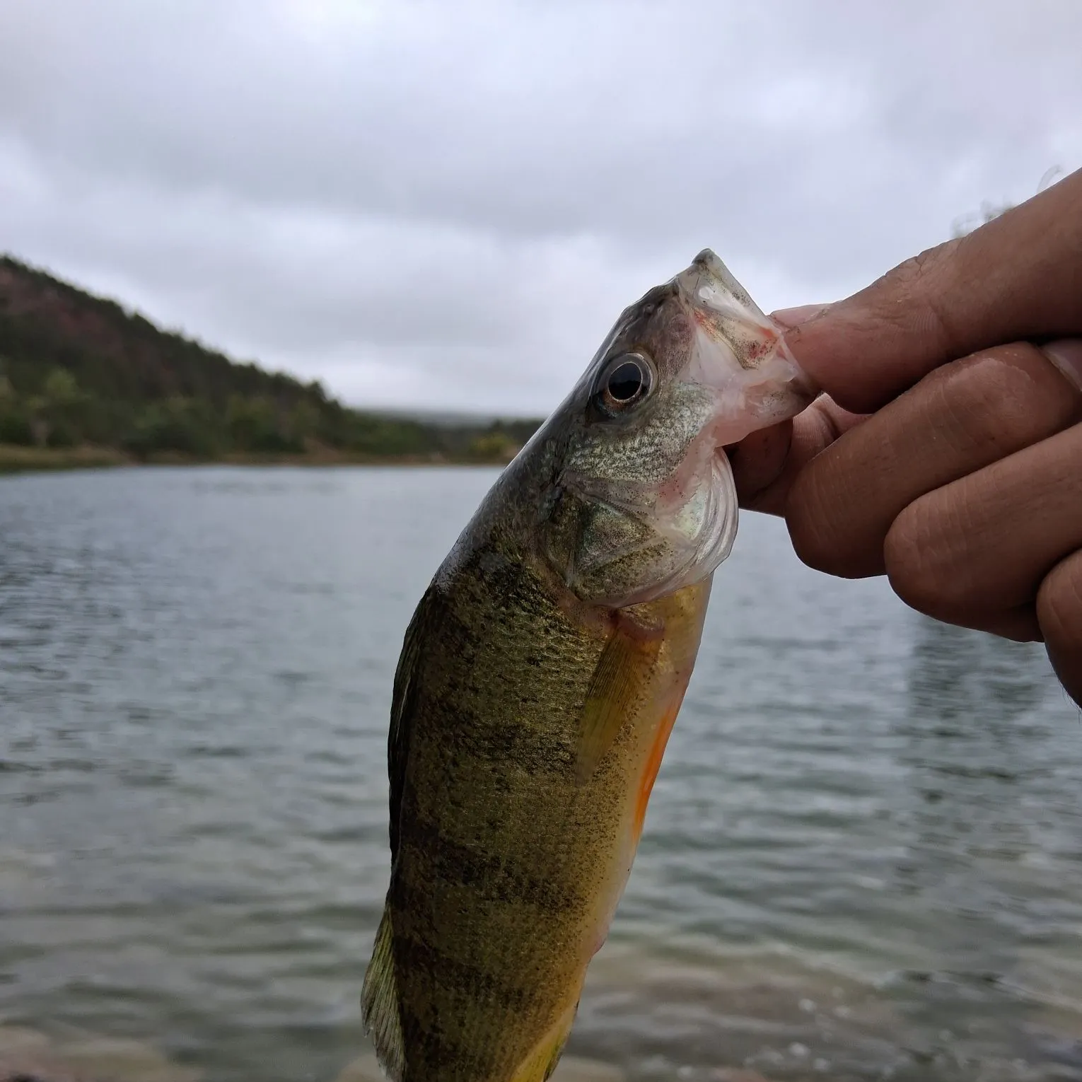 Yellow perch caught on Fishbrain