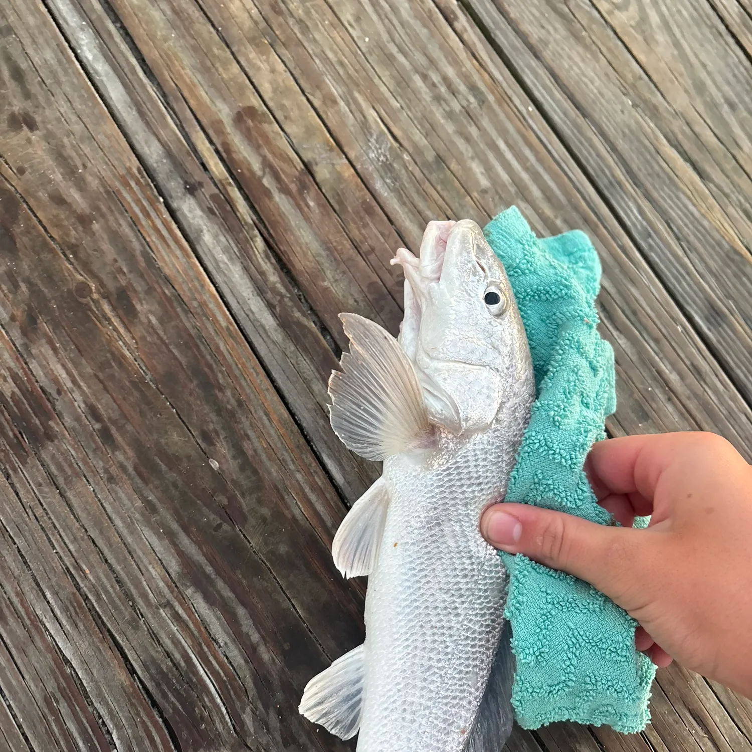 The most recent Gulf kingcroaker catches on Fishbrain