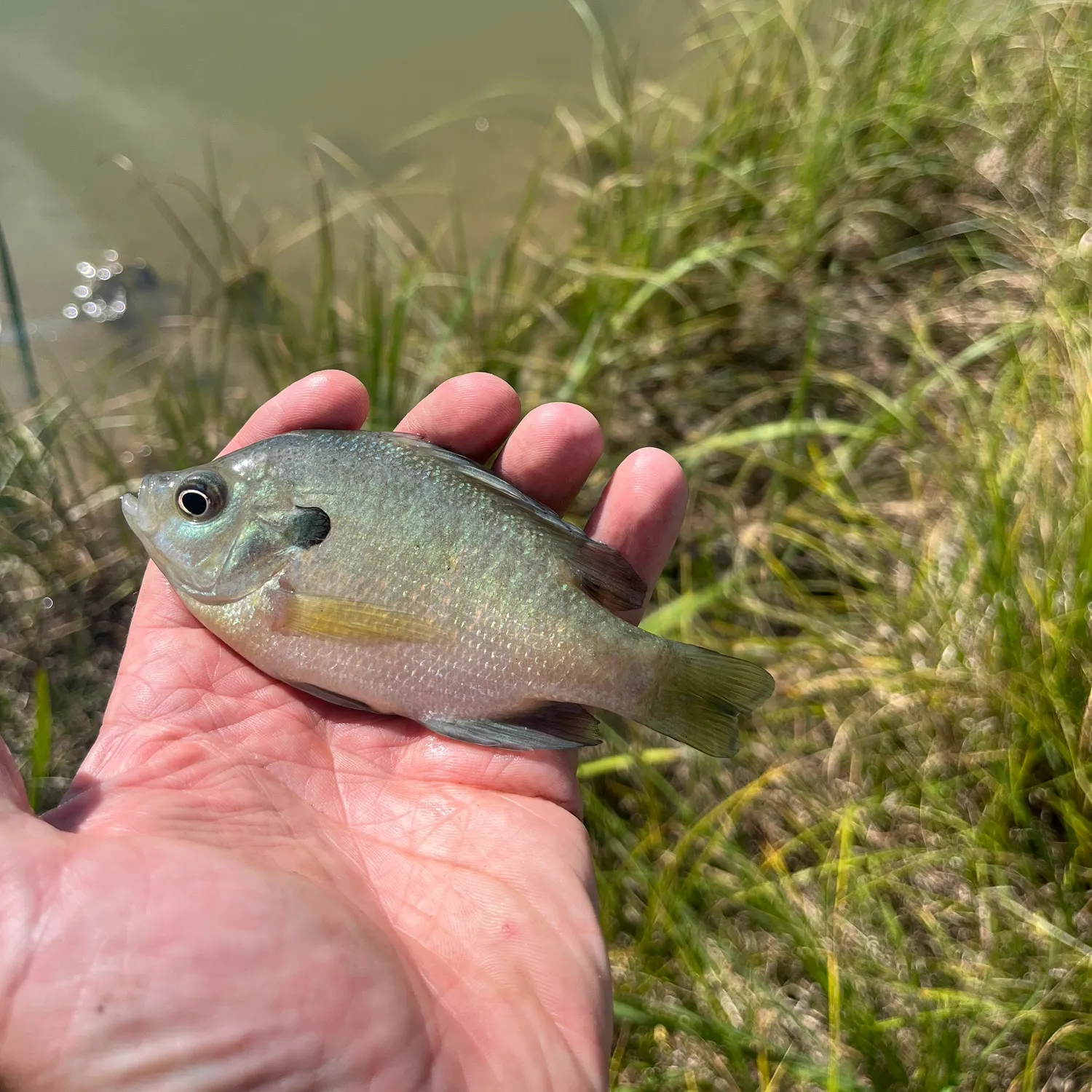Bluegill caught on Fishbrain