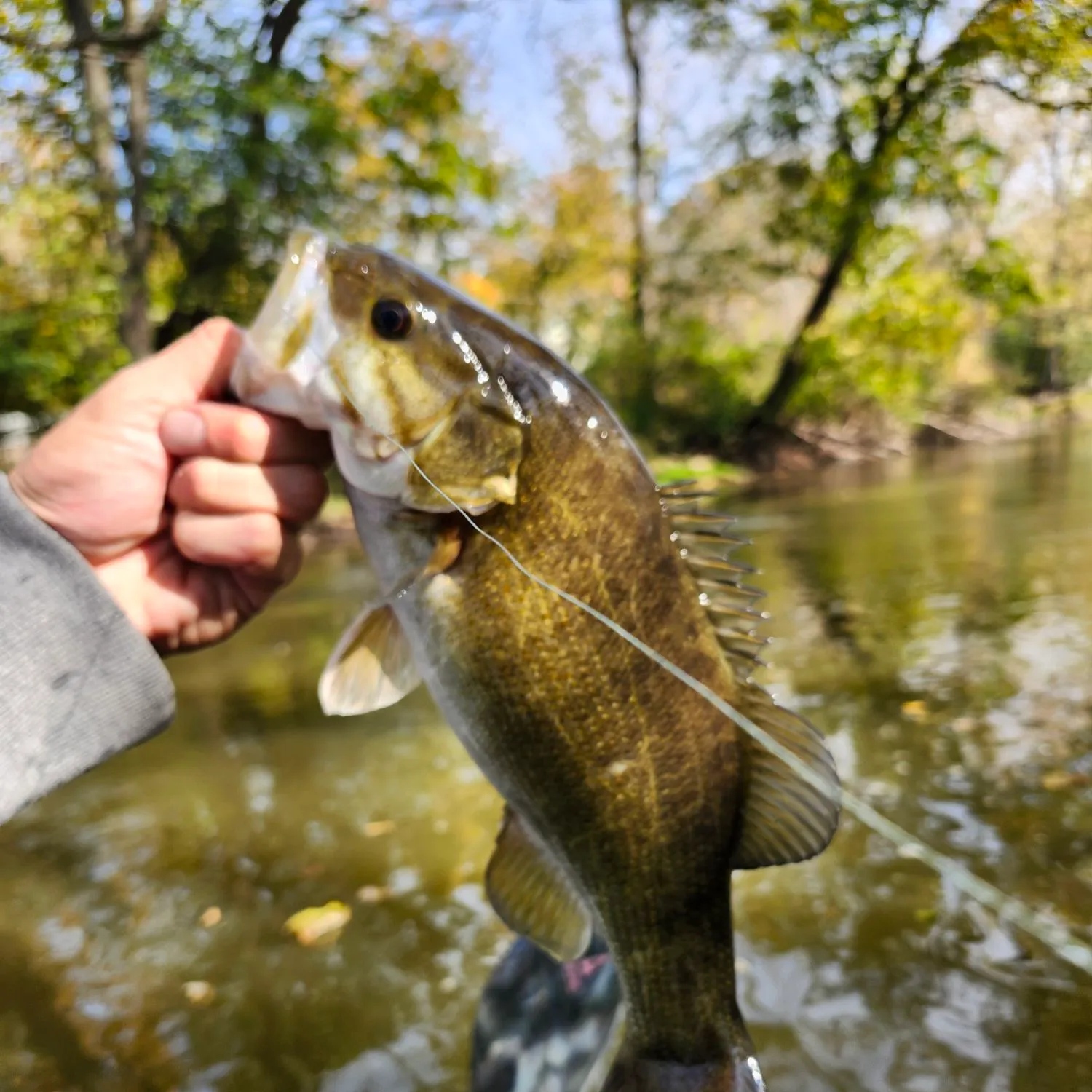 Smallmouth bass caught on Fishbrain