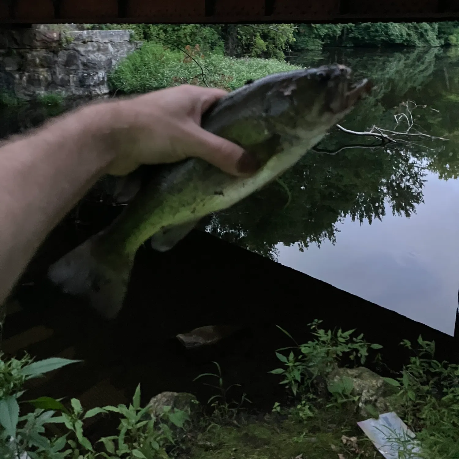 Largemouth bass caught on Fishbrain