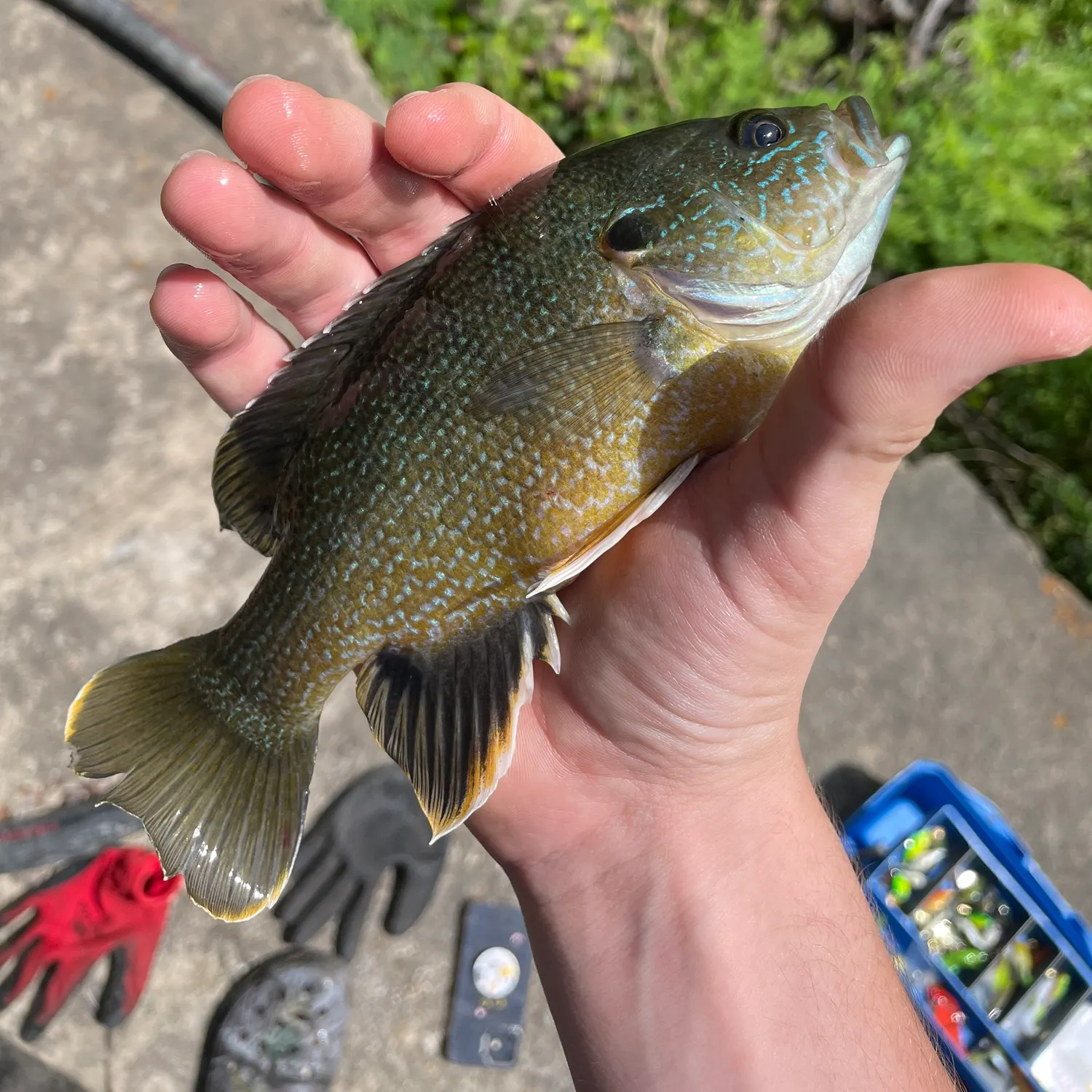 catch