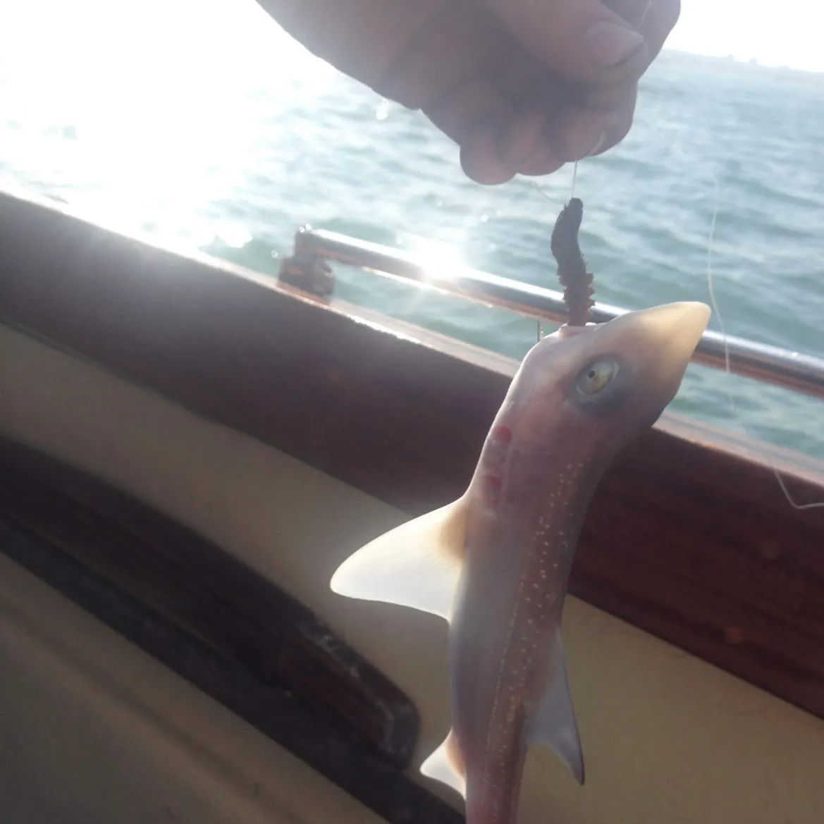 The most recent Starry smooth-hound catches on Fishbrain