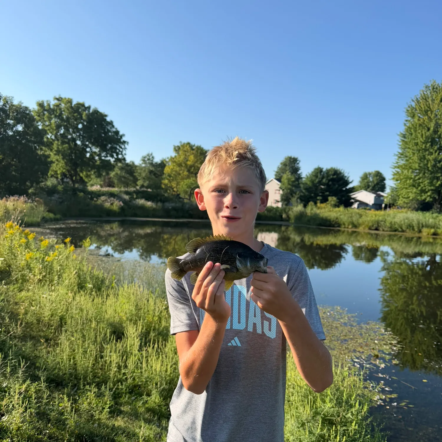 Bluegill caught on Fishbrain