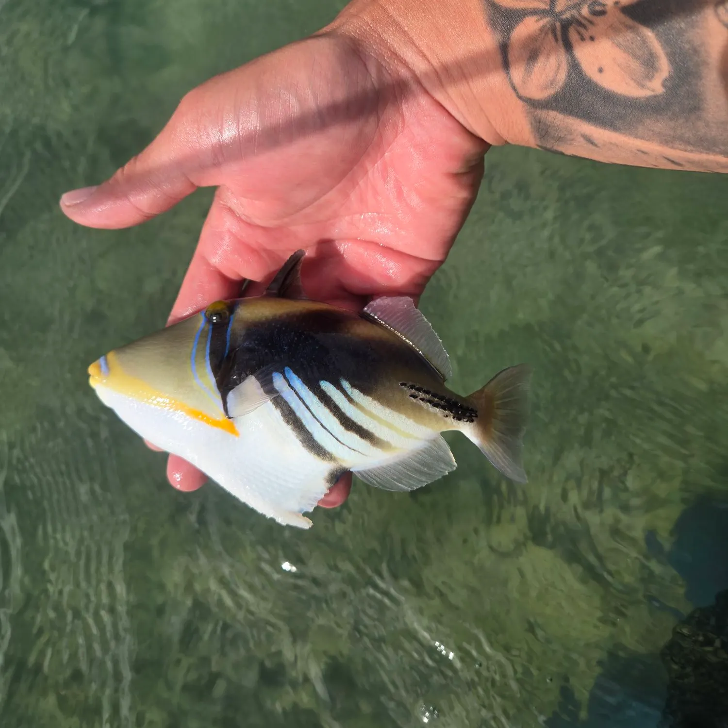 The most recent Lagoon triggerfish catches on Fishbrain