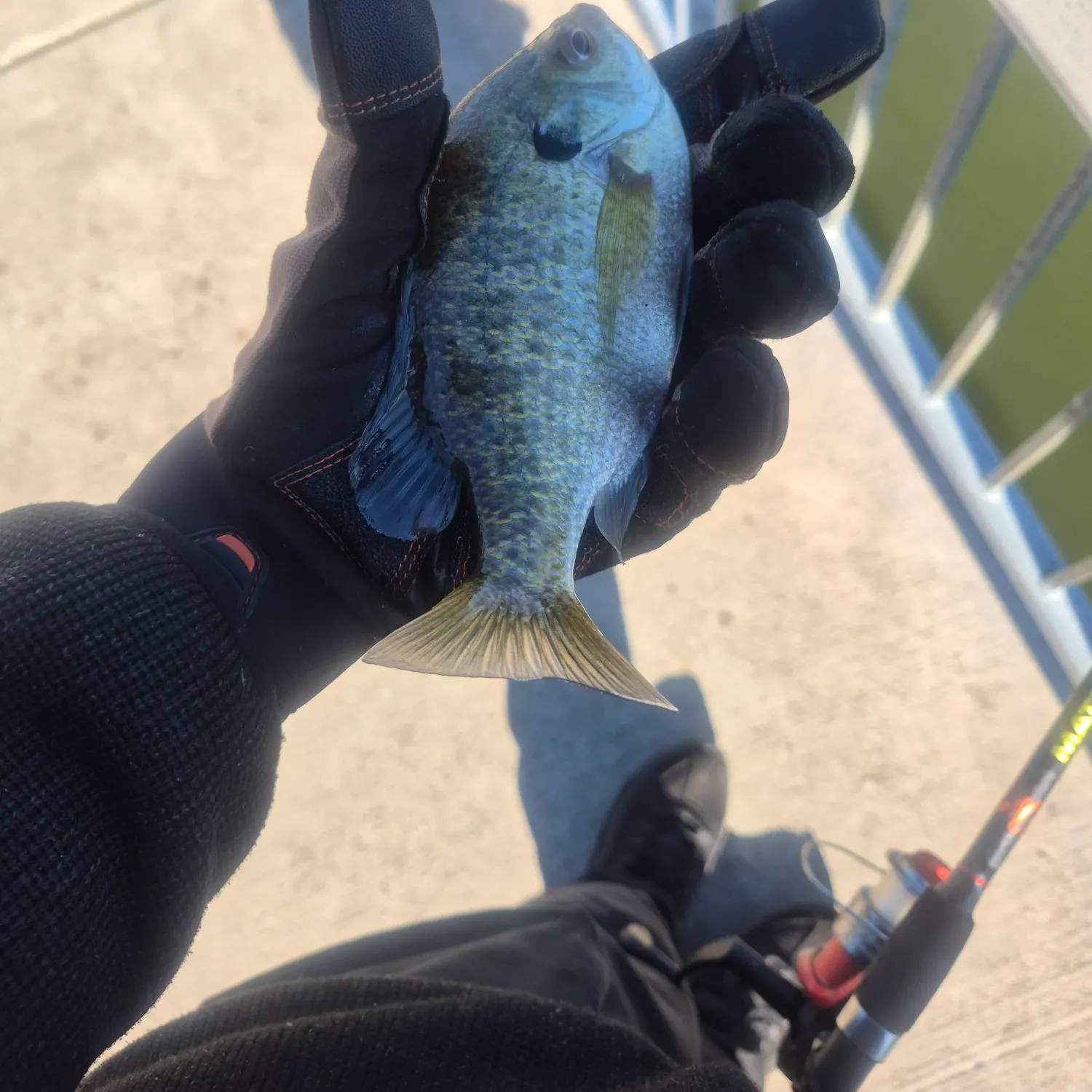 Bluegill caught on Fishbrain