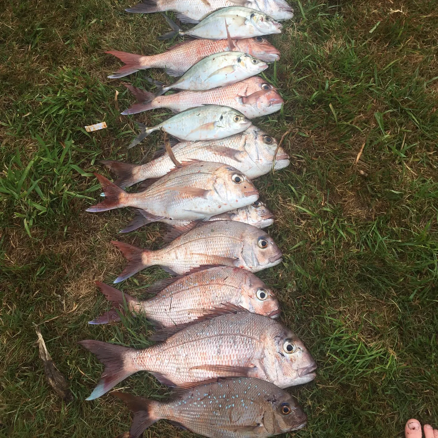 recently logged catches