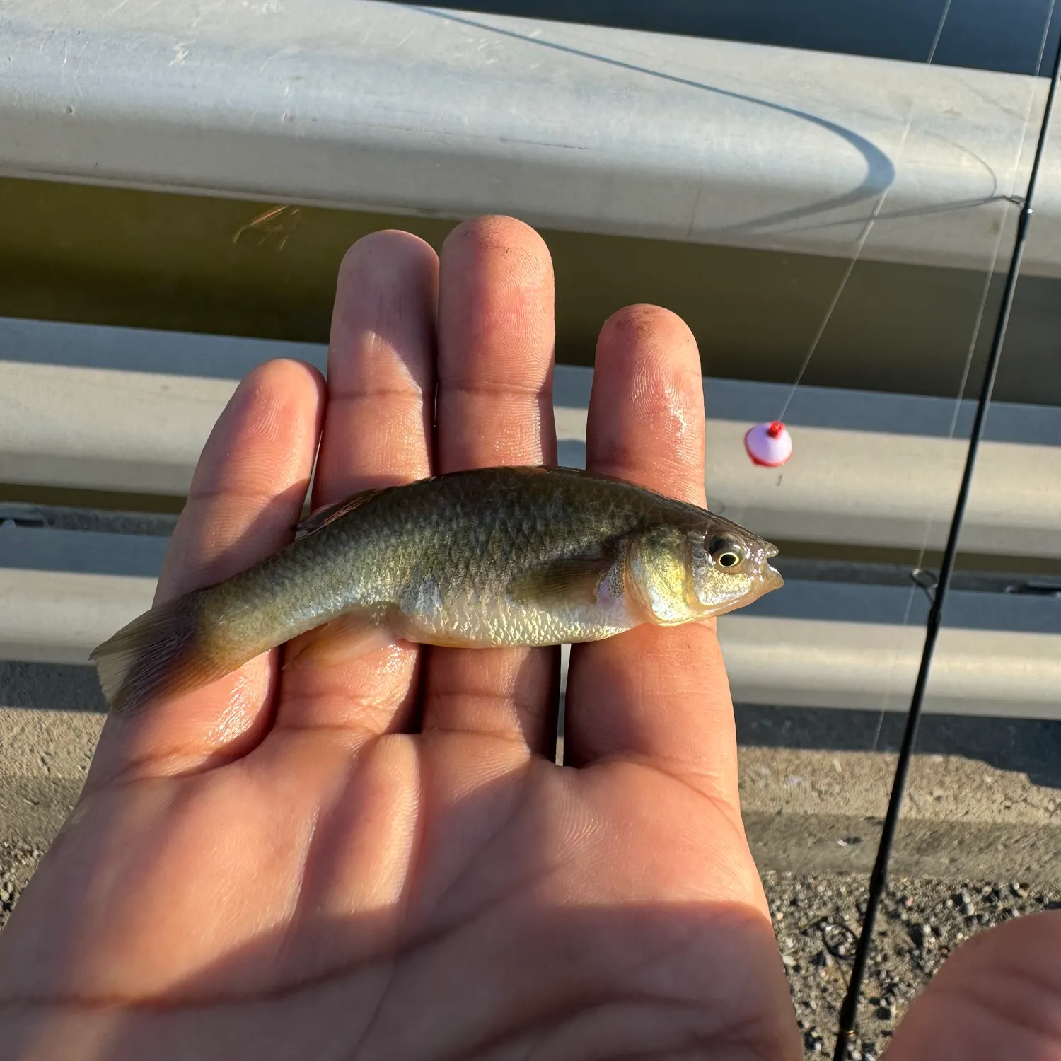 The most recent Mummichog catches on Fishbrain