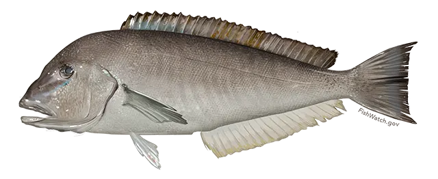 Grey tilefish