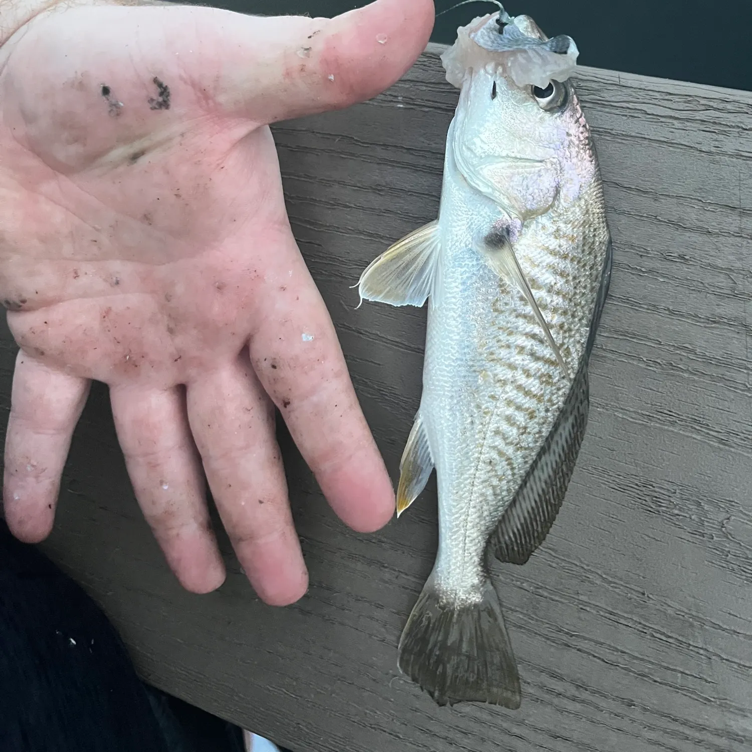 Atlantic croaker caught on Fishbrain