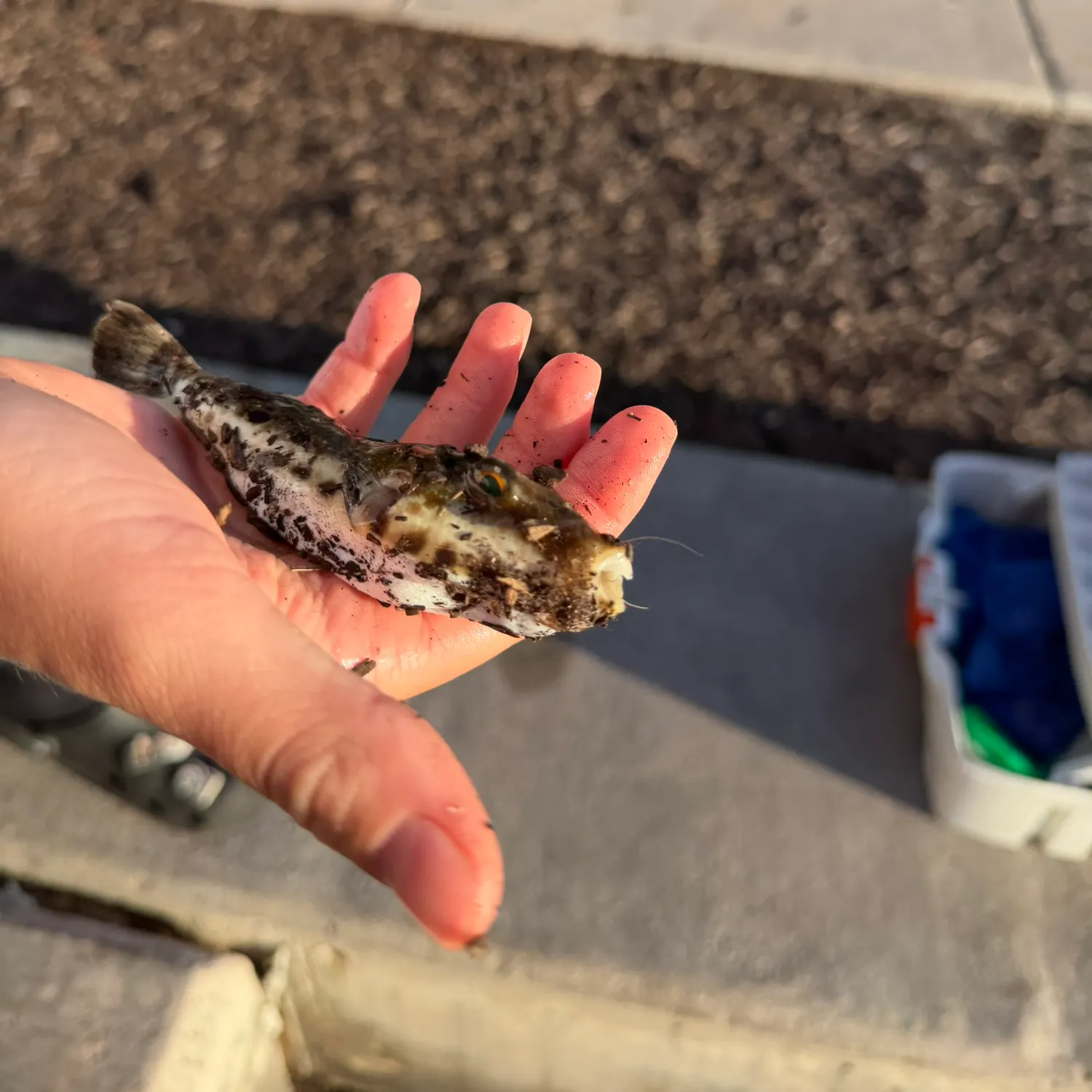 The most recent Bandtail puffer catches on Fishbrain