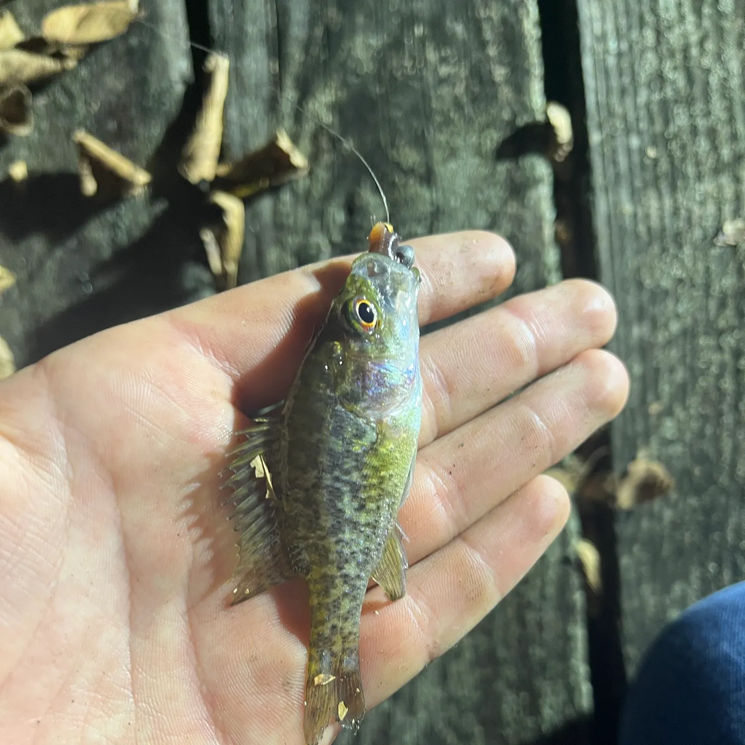 Rock bass caught on Fishbrain