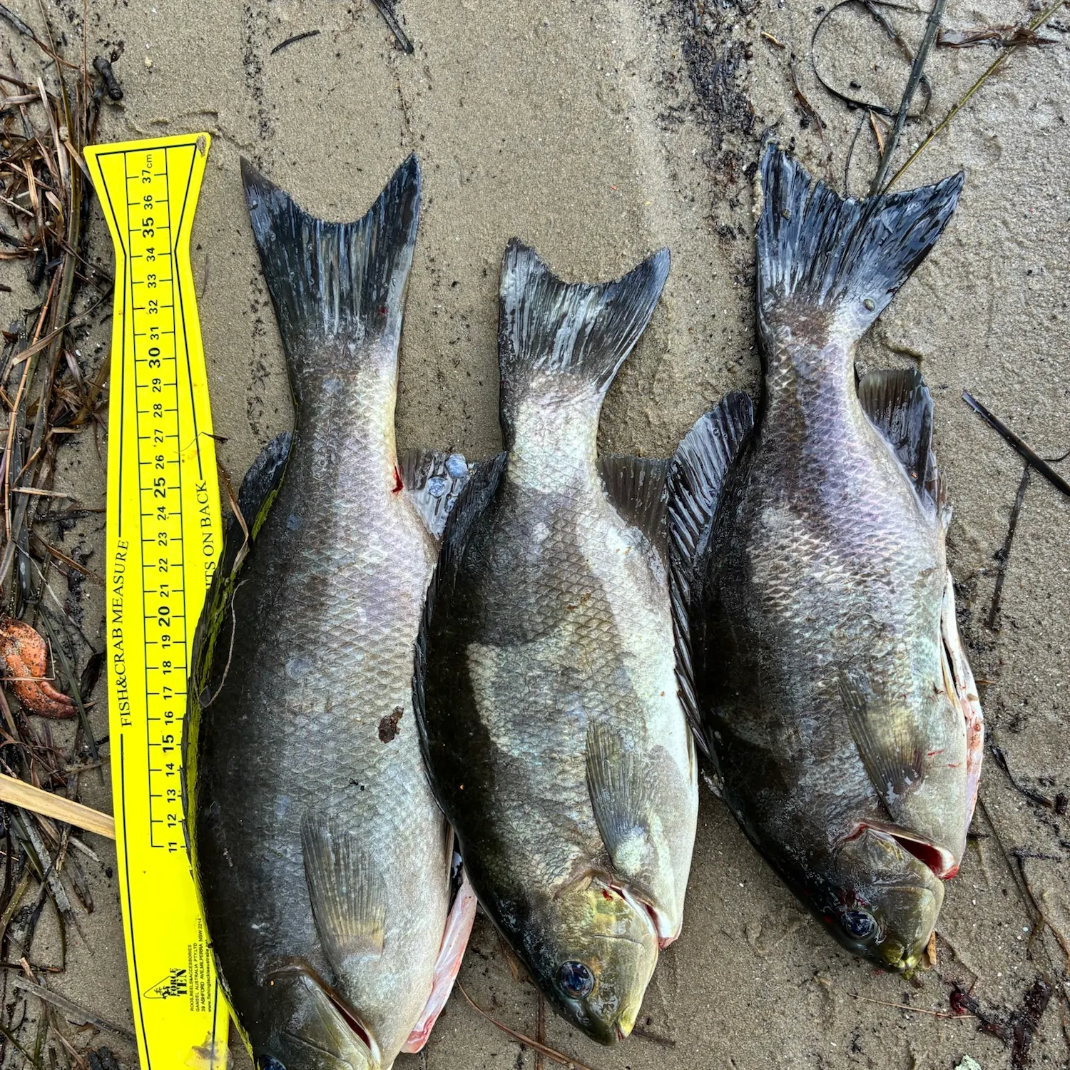 Luderick caught on Fishbrain