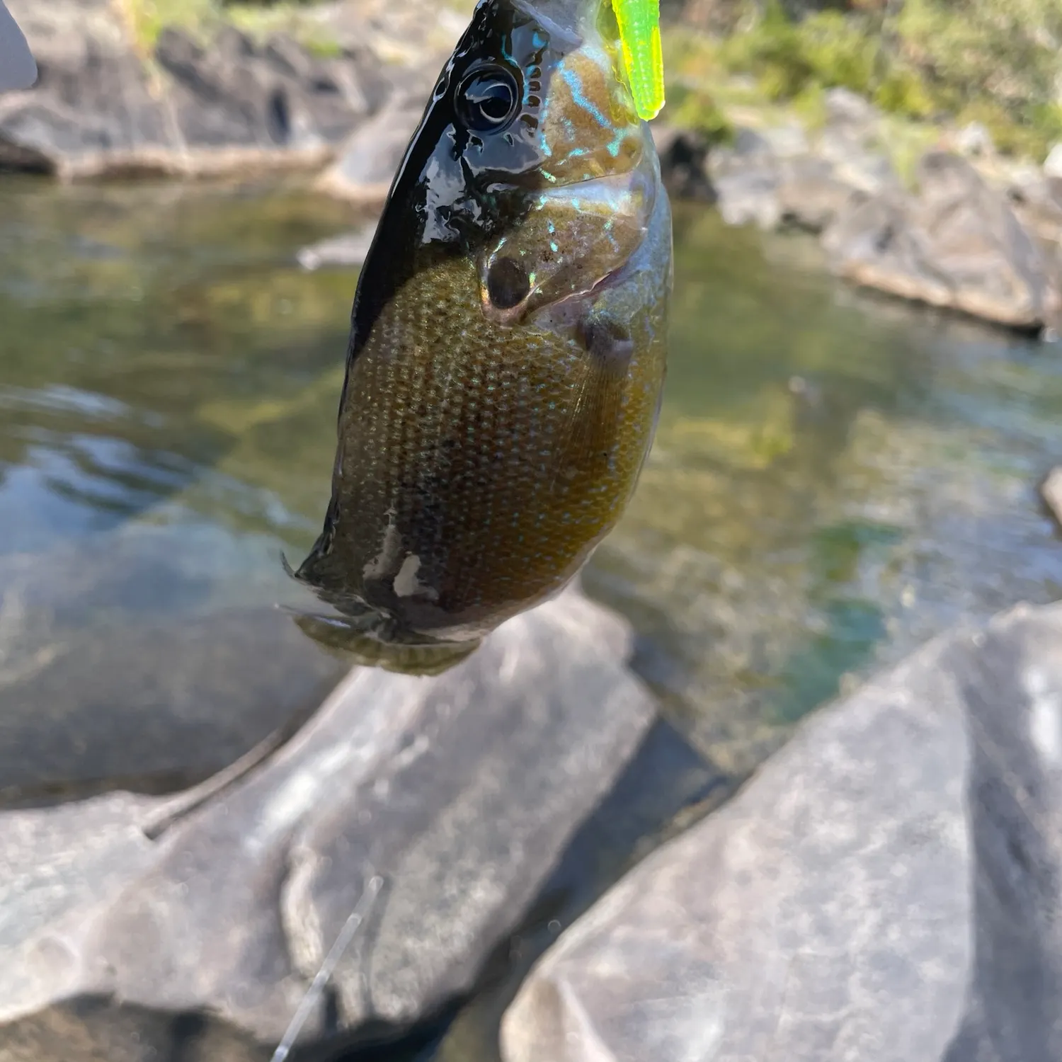 Green sunfish caught on Fishbrain