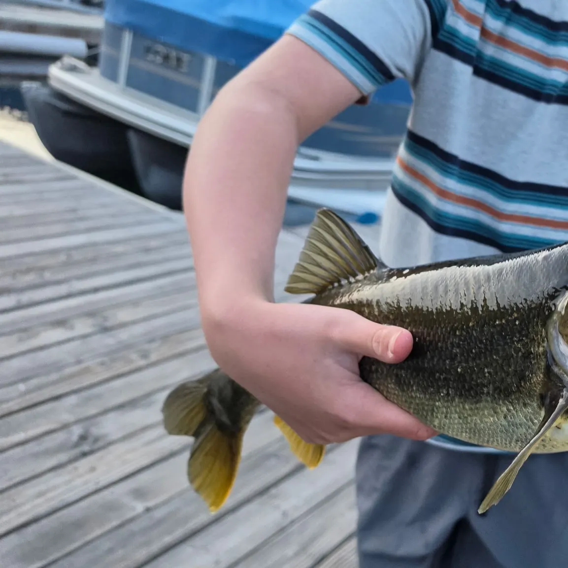 The most recent Northern pikeminnow catches on Fishbrain