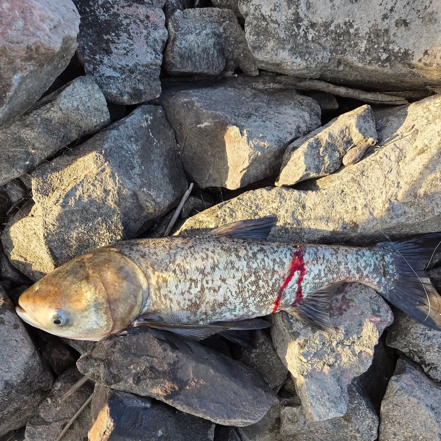Bighead carp caught on Fishbrain