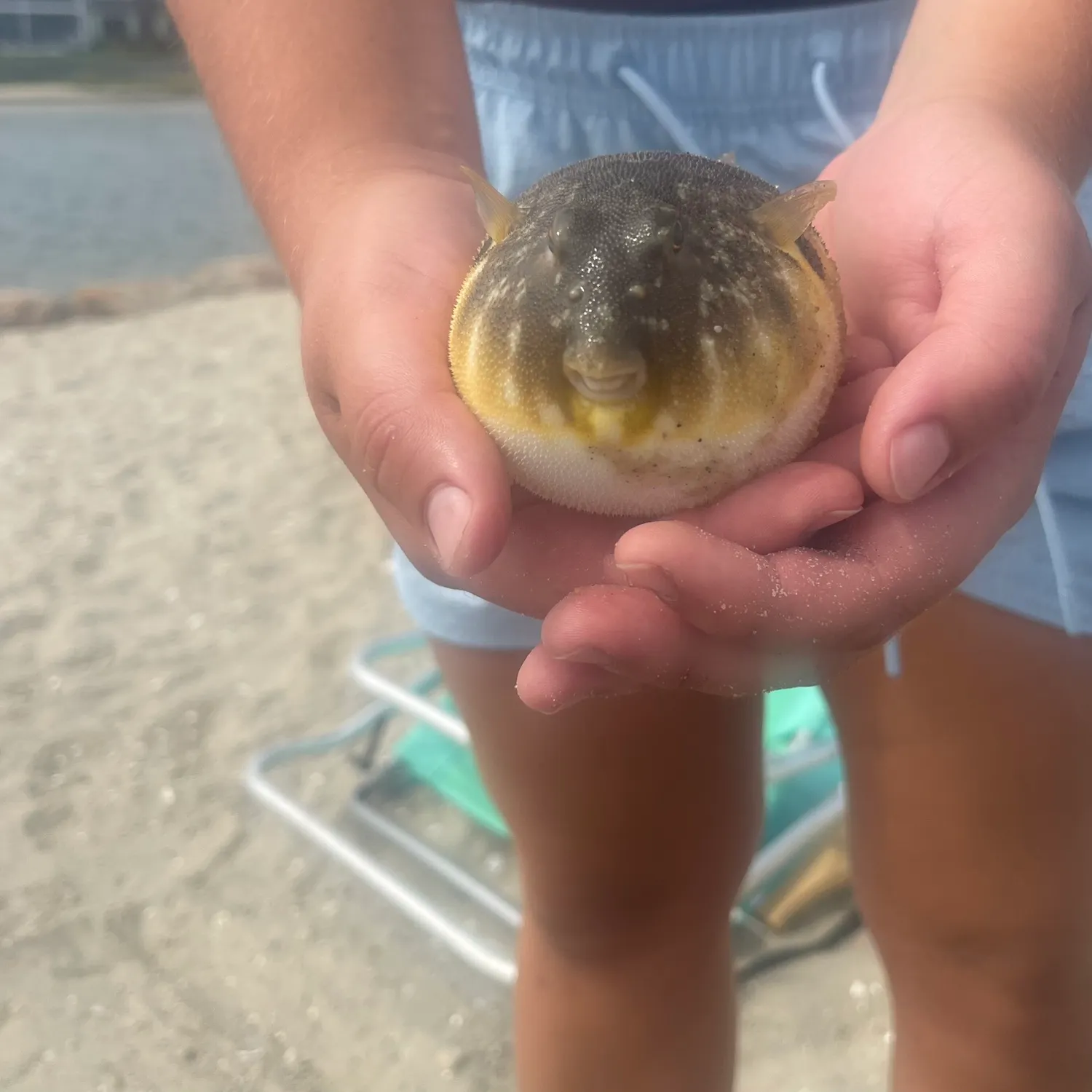 Northern puffer caught on Fishbrain