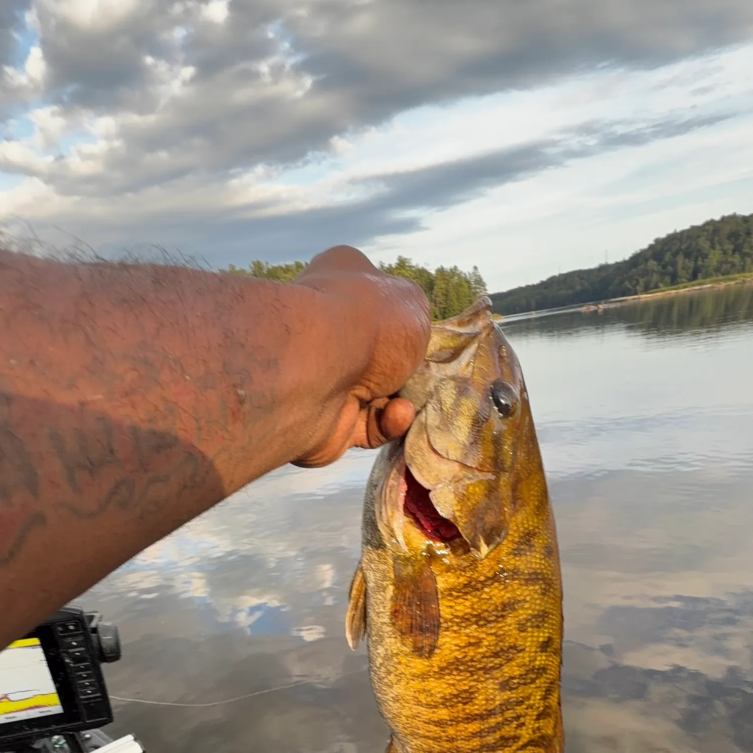 Smallmouth bass caught on Fishbrain