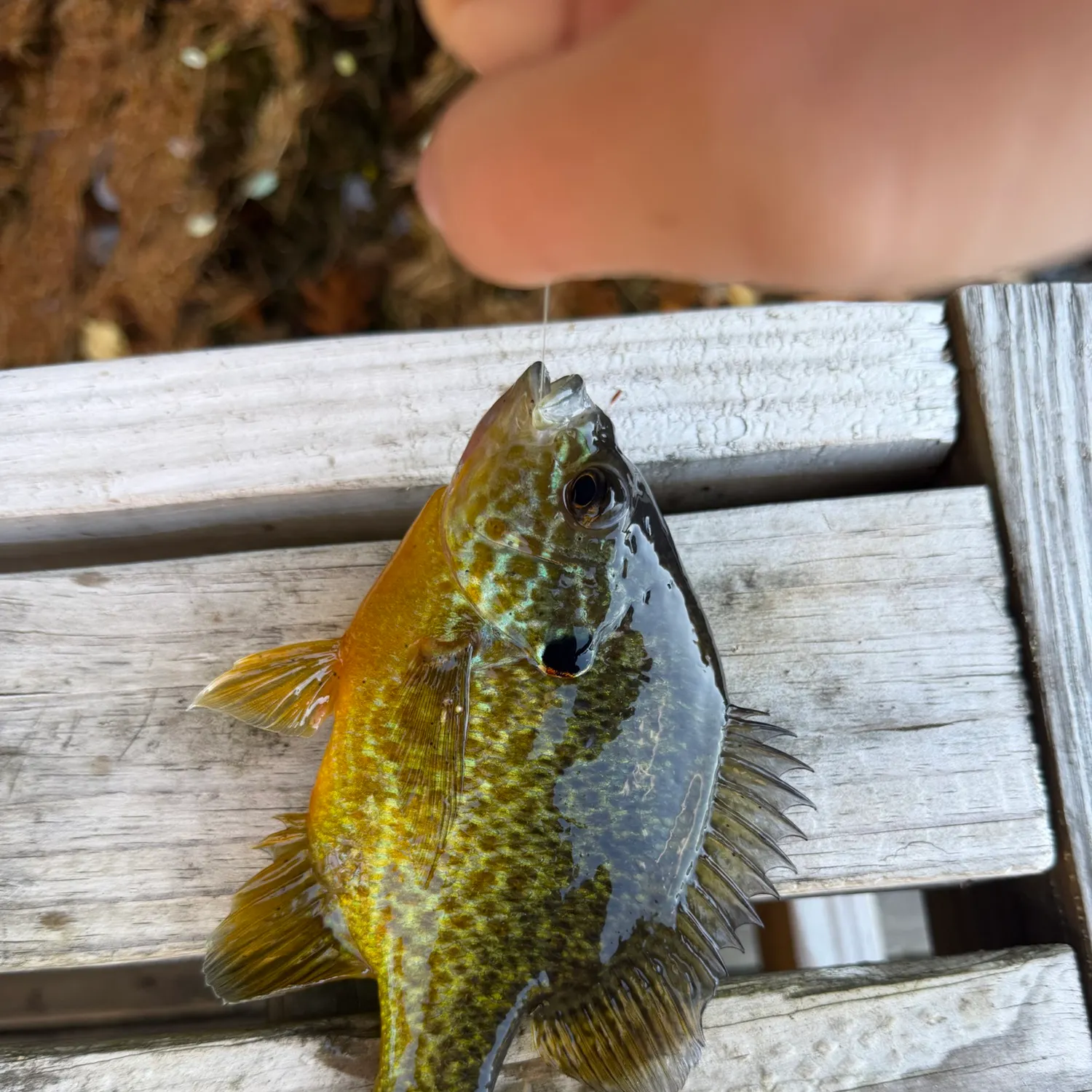 The most recent Pumpkinseed x green sunfish catches on Fishbrain