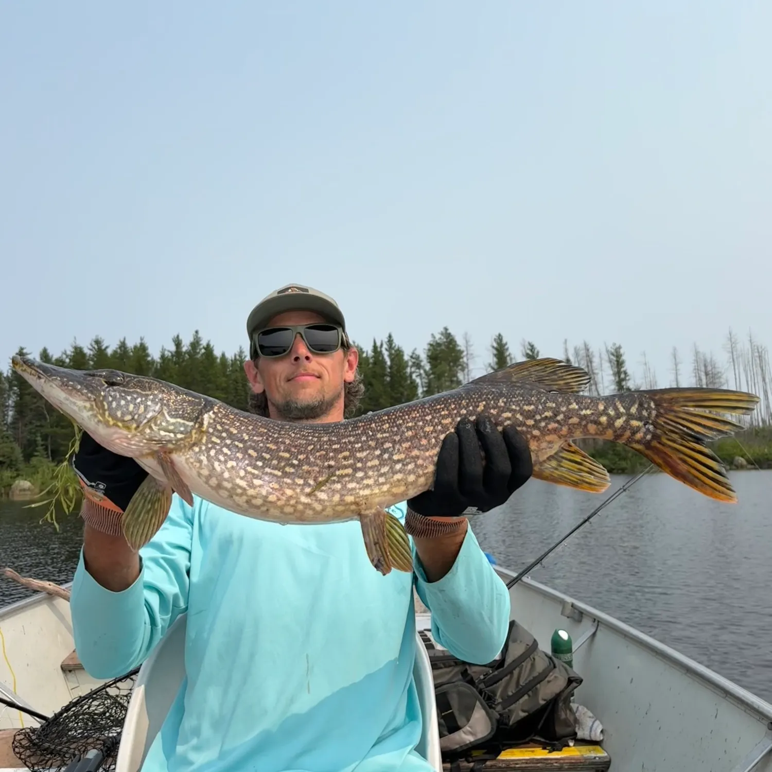 Northern pike caught on Fishbrain