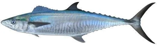 Baitfish