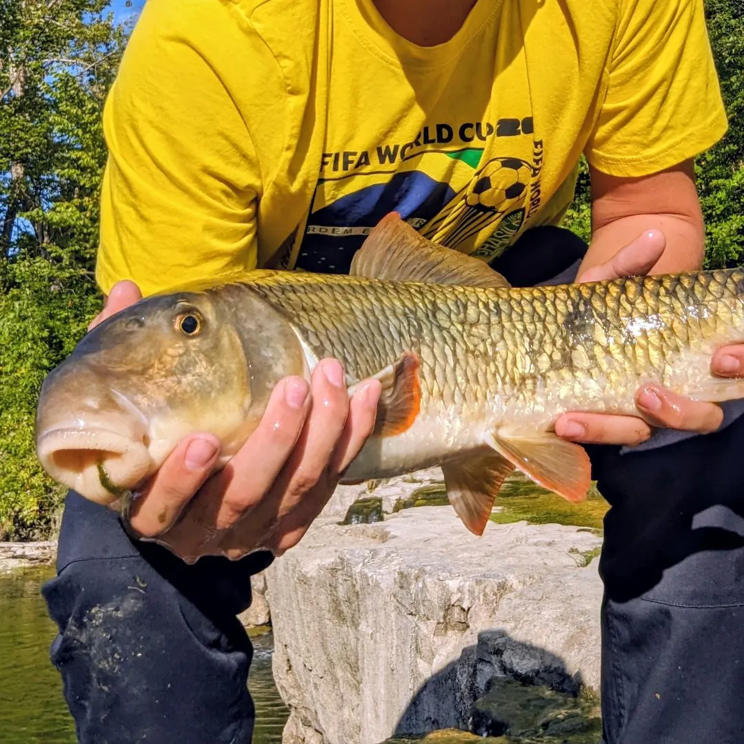 The most recent Greater redhorse catches on Fishbrain