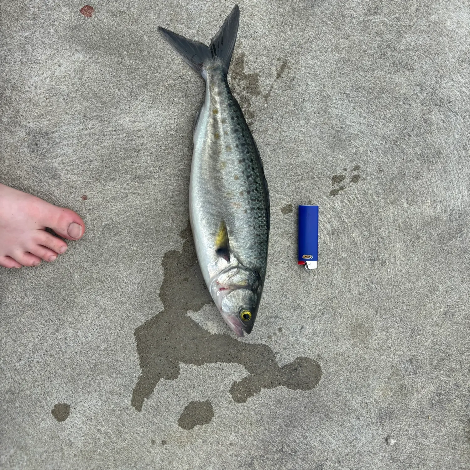 The most recent Western Australian salmon catches on Fishbrain