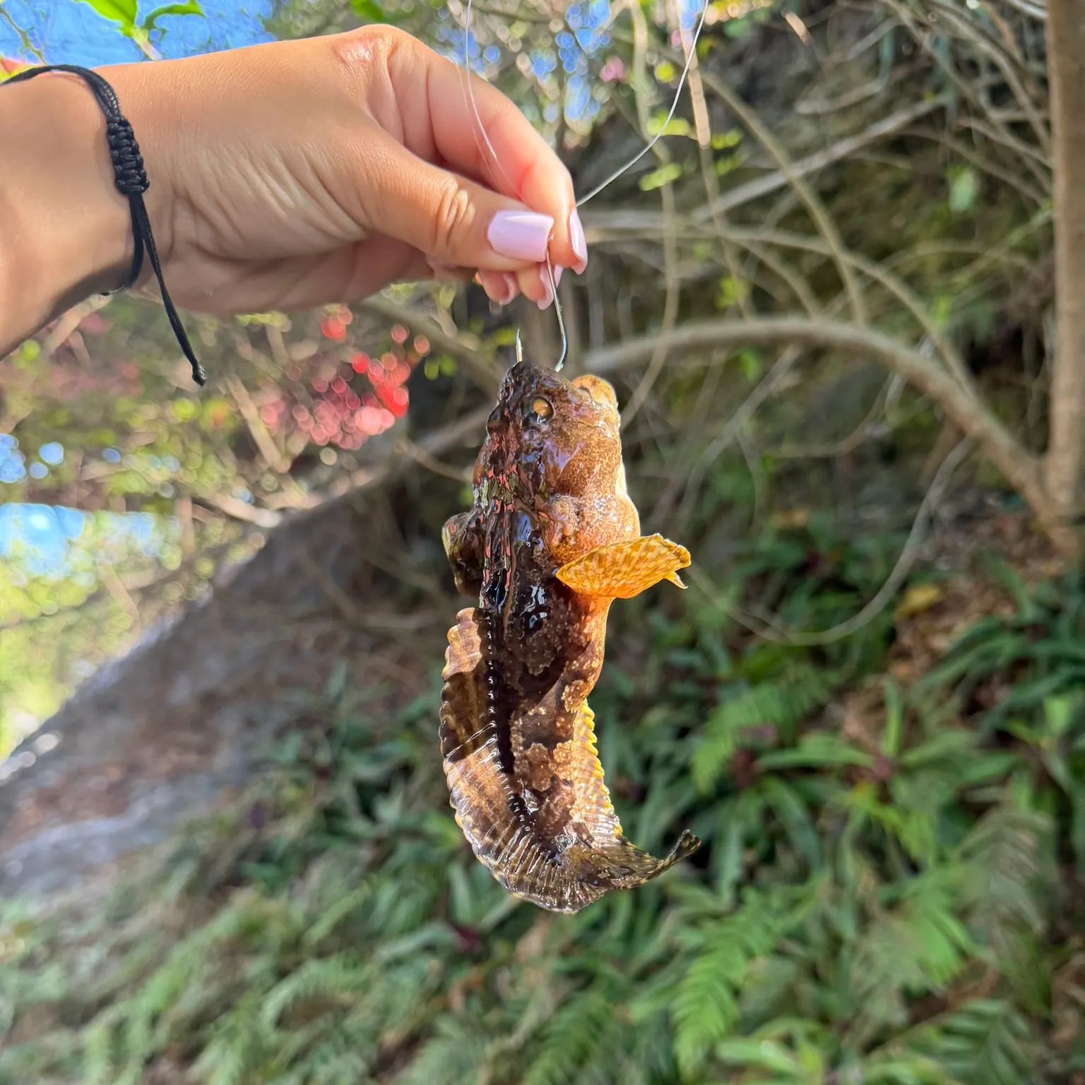 The most recent Gulf toadfish catches on Fishbrain
