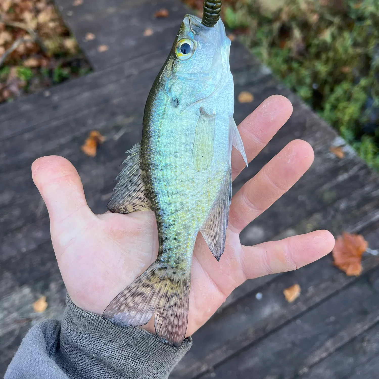 White crappie caught on Fishbrain