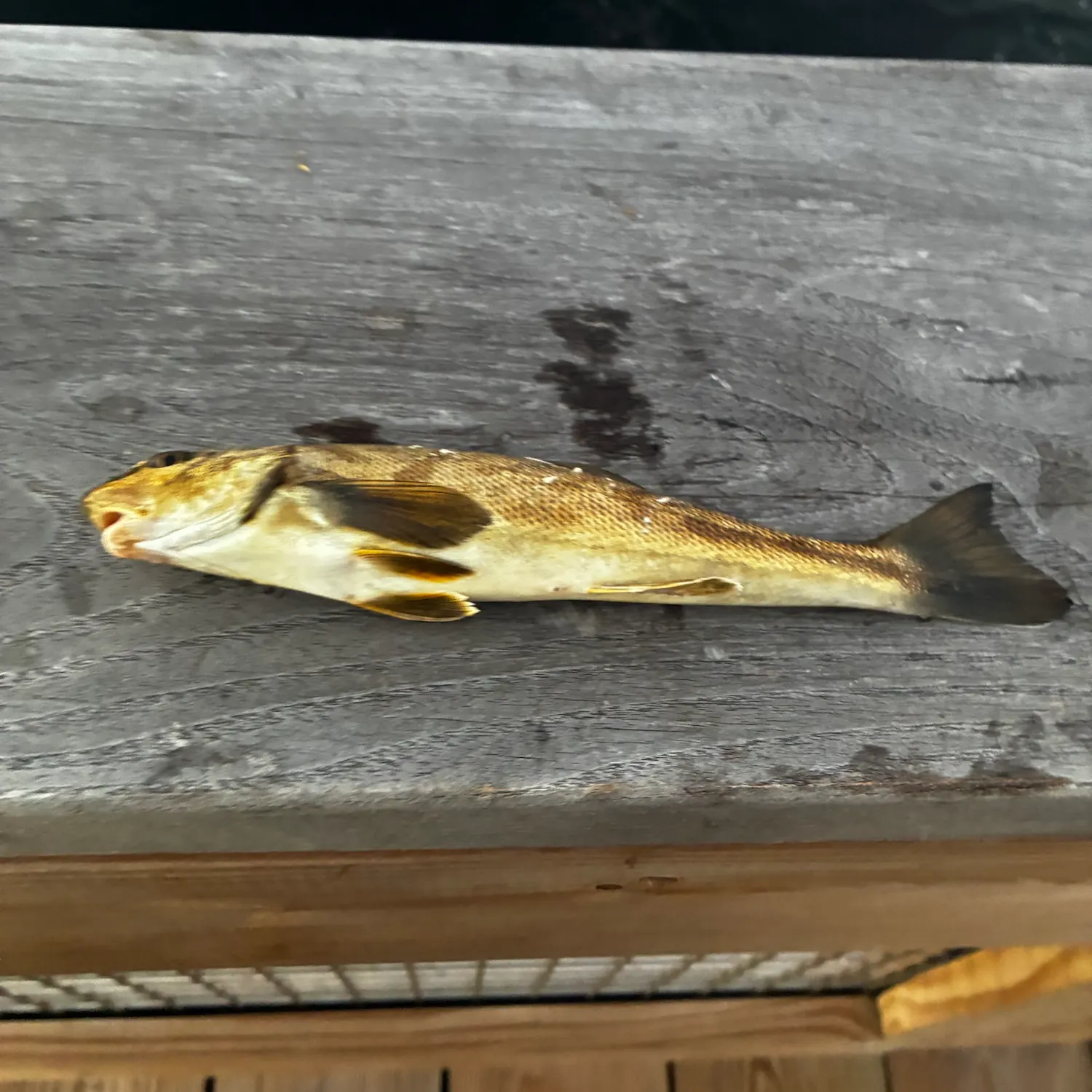 Northern kingcroaker caught on Fishbrain