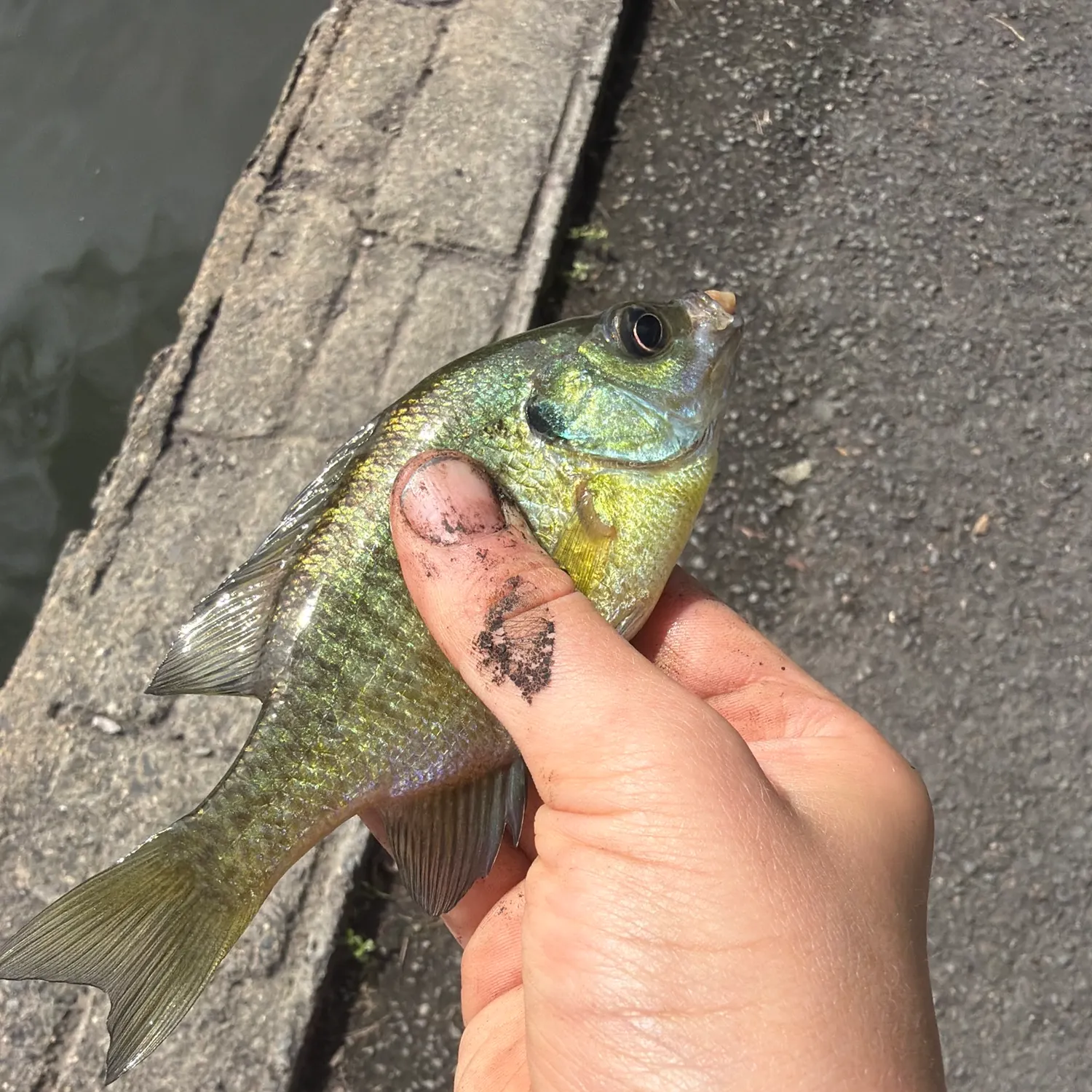 Bluespotted sunfish caught on Fishbrain