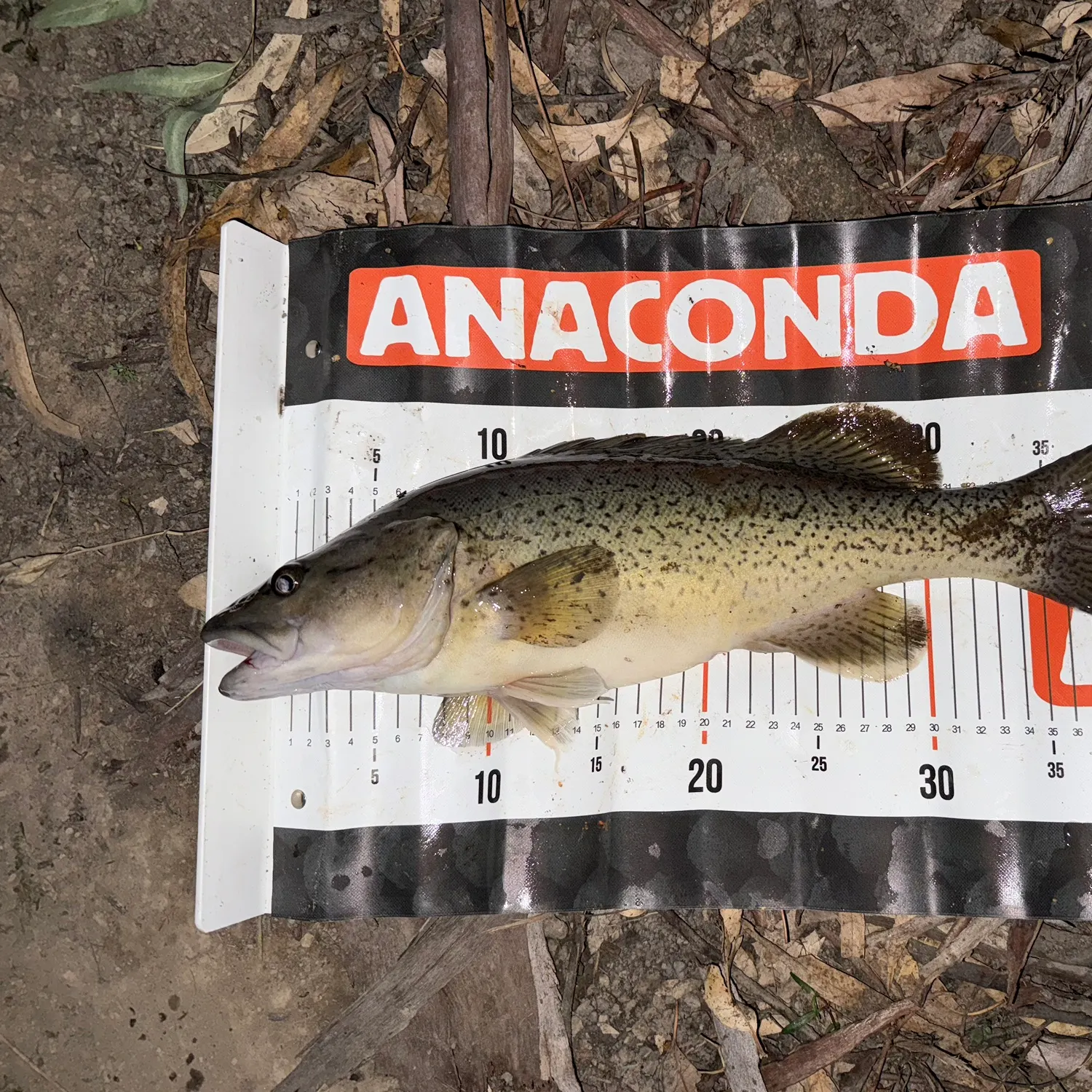 most liked catch image
