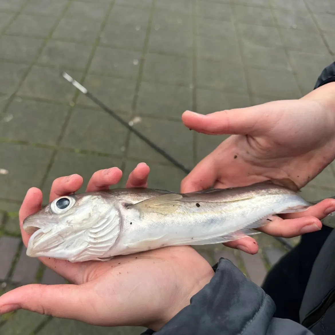 The most recent Whiting catches on Fishbrain