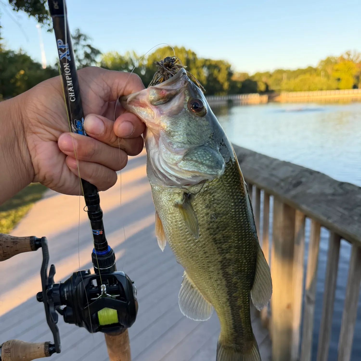 Largemouth bass caught on Fishbrain