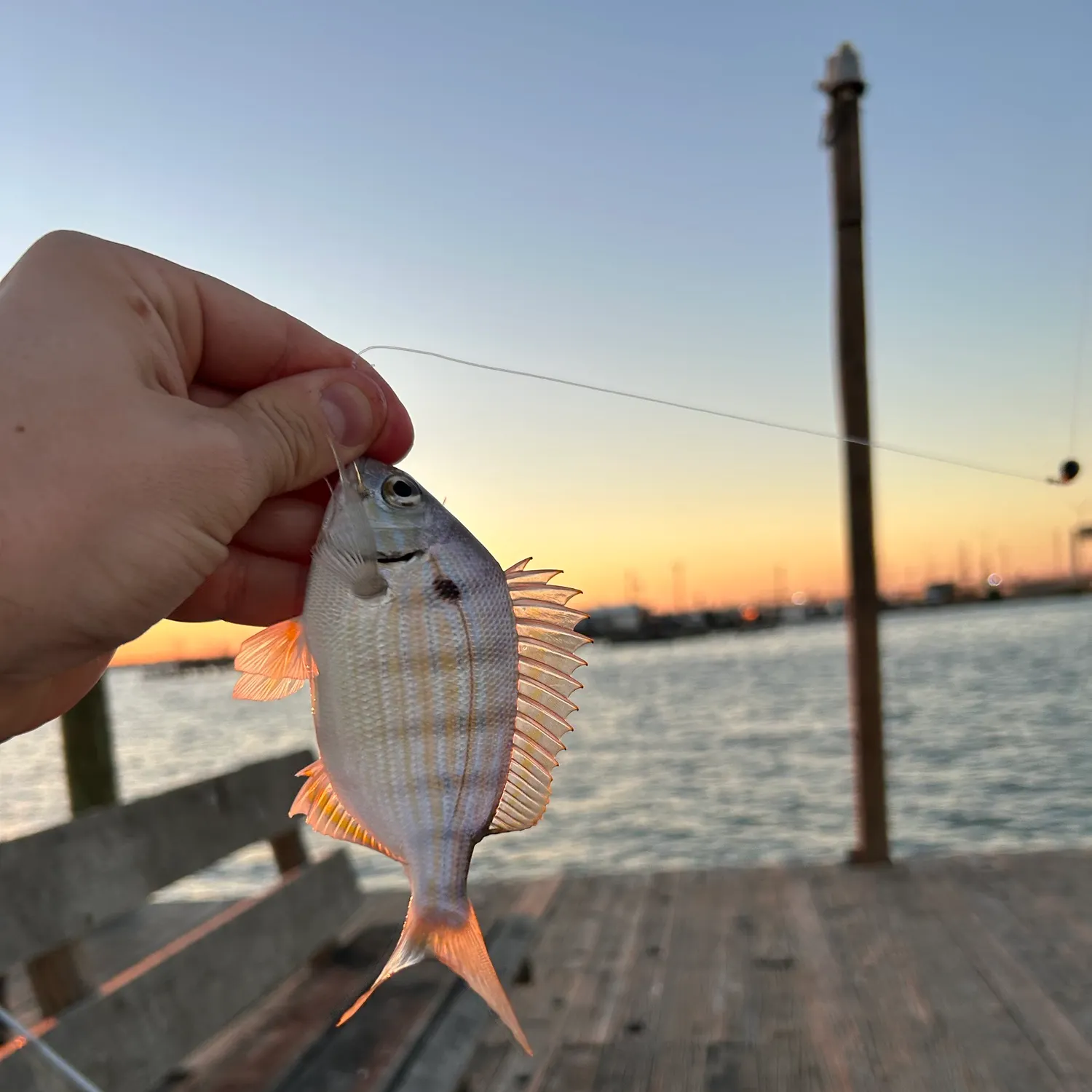 Pinfish caught on Fishbrain