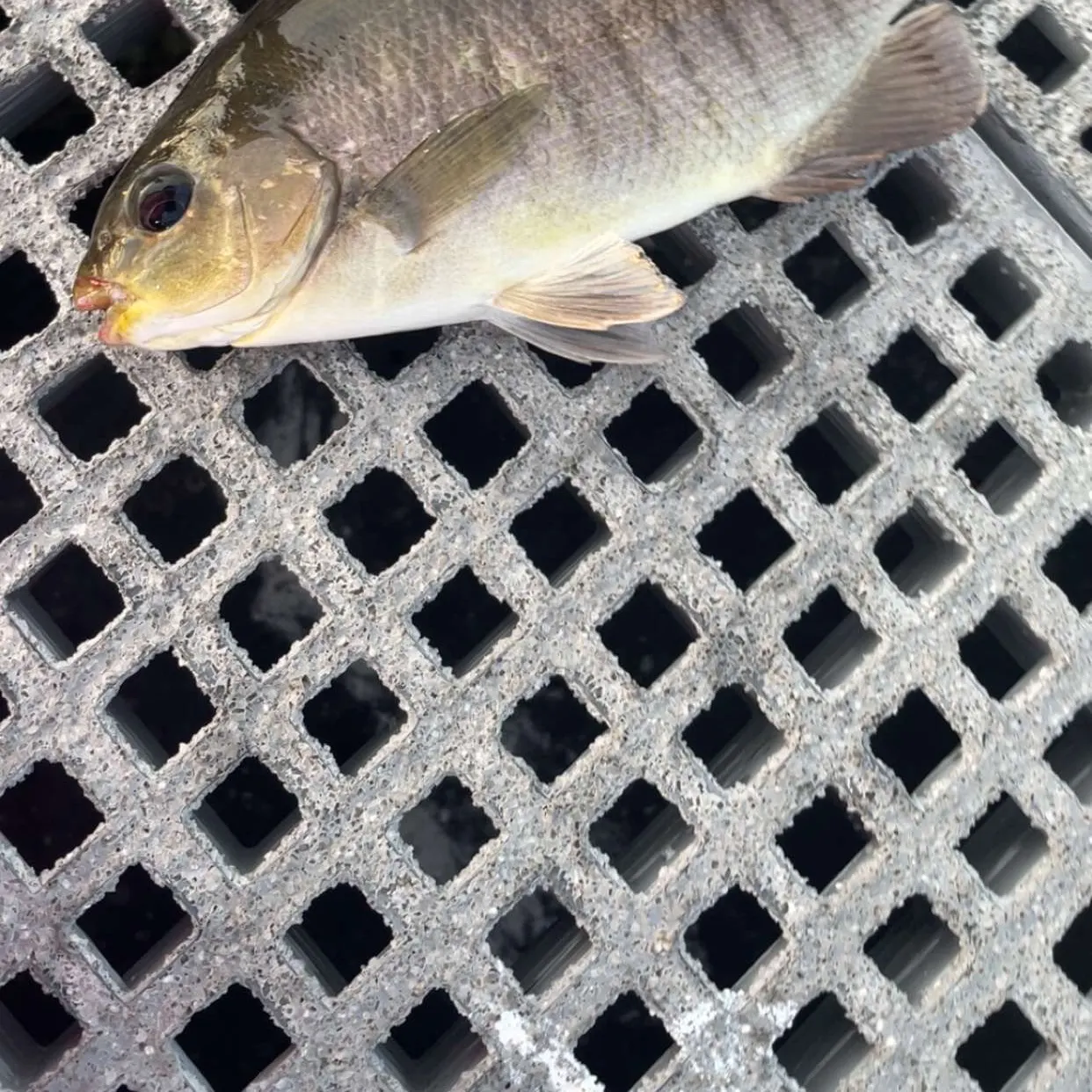 Luderick caught on Fishbrain
