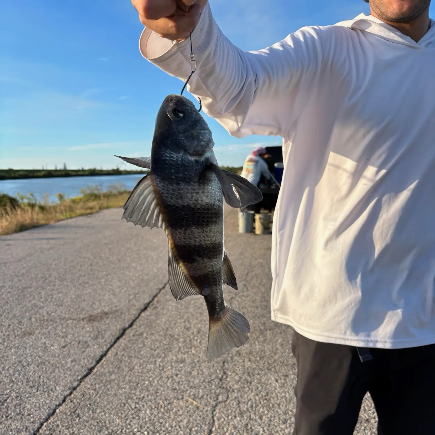 Black drum caught on Fishbrain