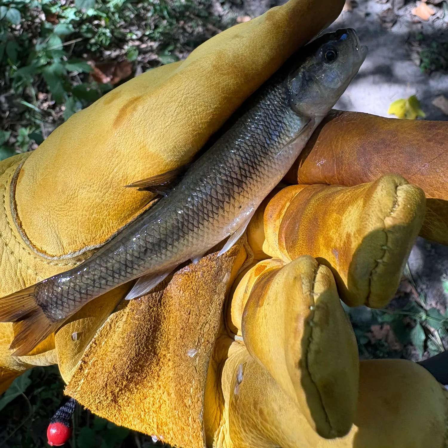 Creek chub caught on Fishbrain