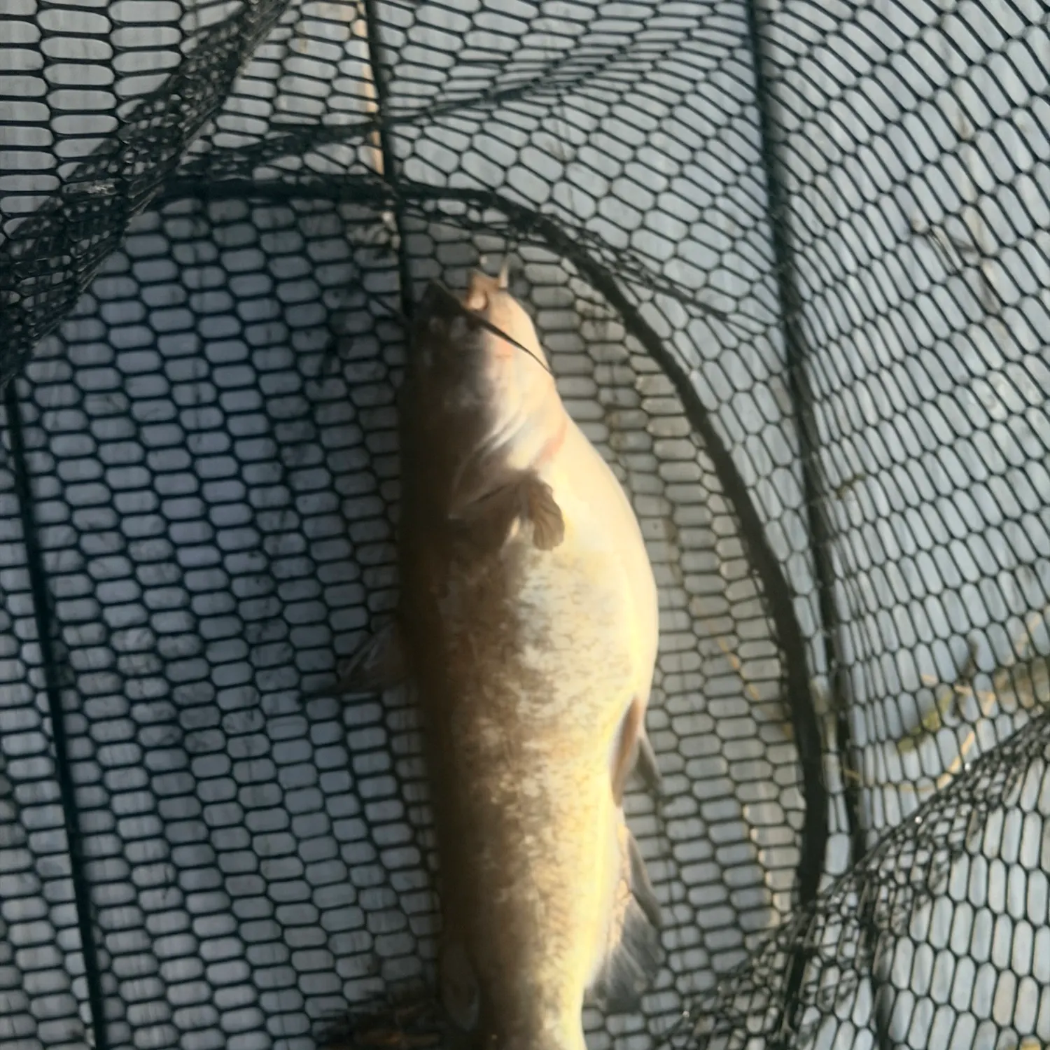 Black bullhead caught on Fishbrain