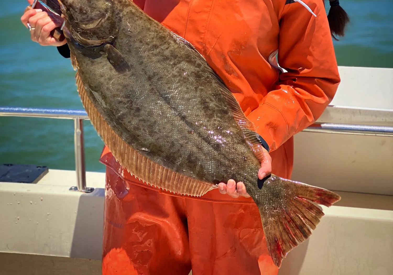 California halibut