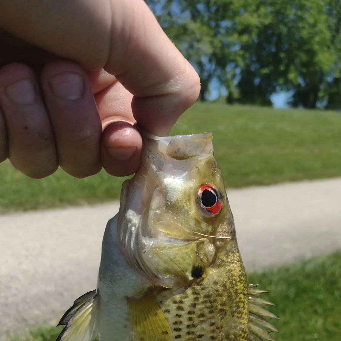 angler catch